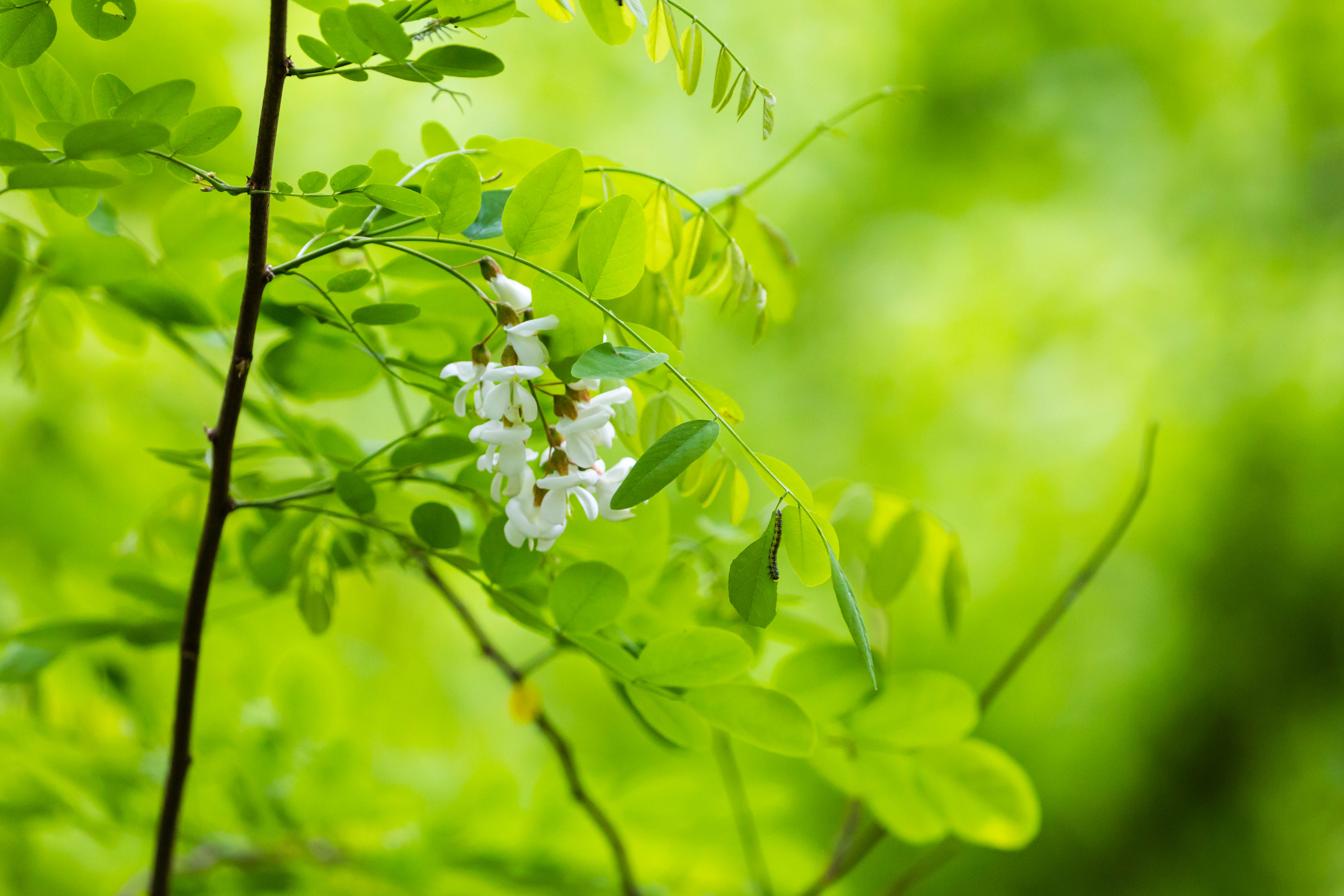 Acacia Flowers Leaves Branch Macro Green