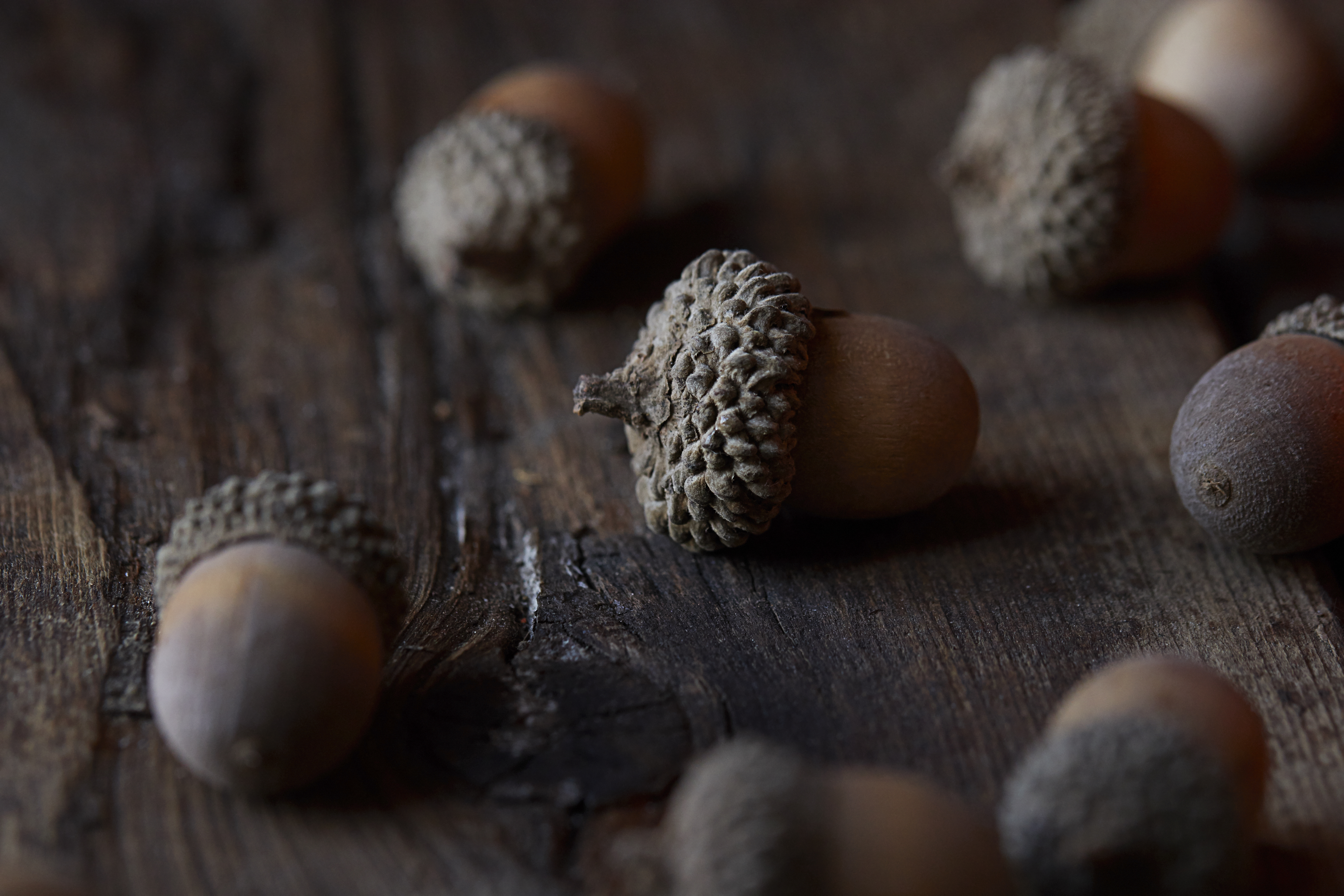 Acorn Nut Macro Brown