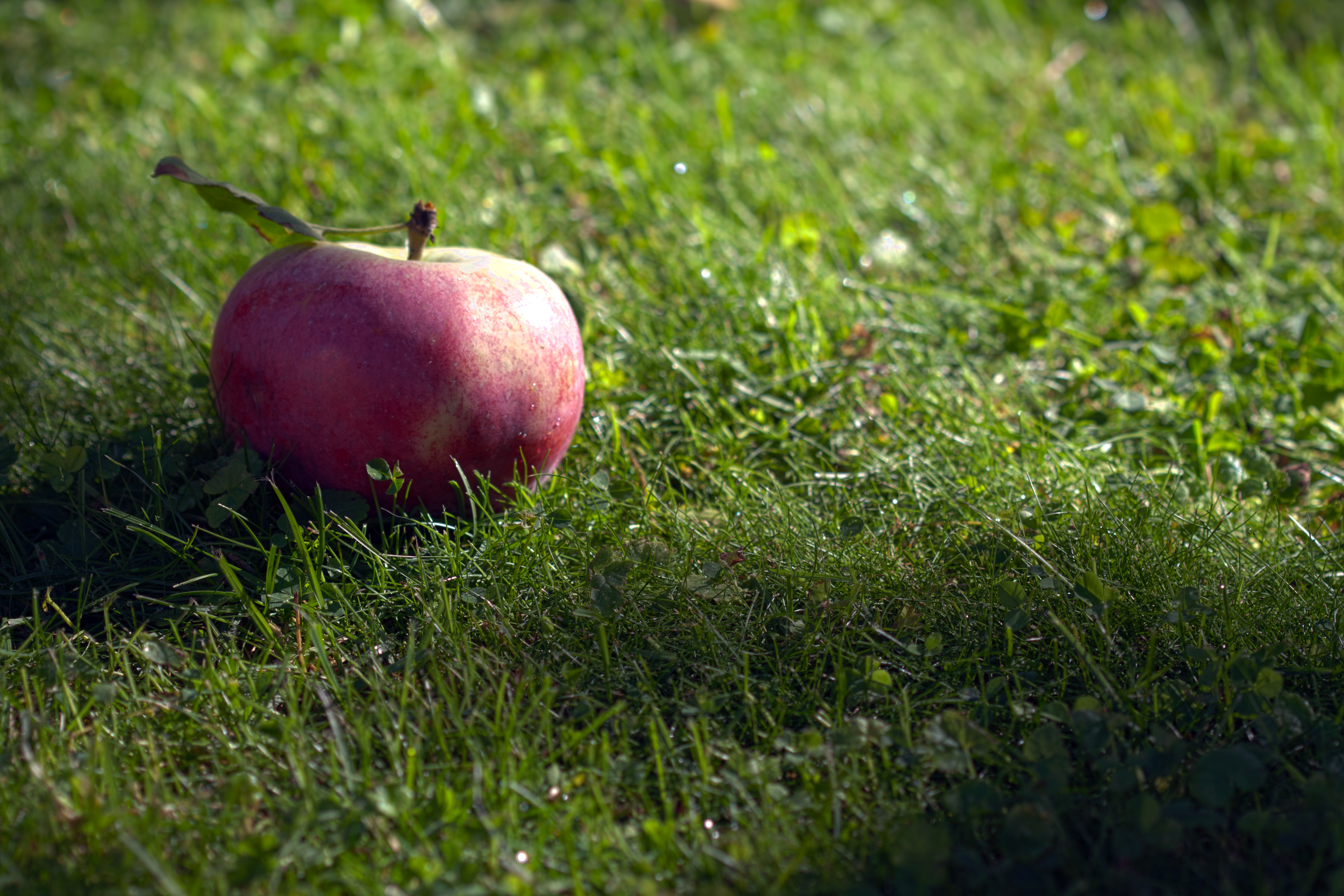 Apple Fruit Grass Macro