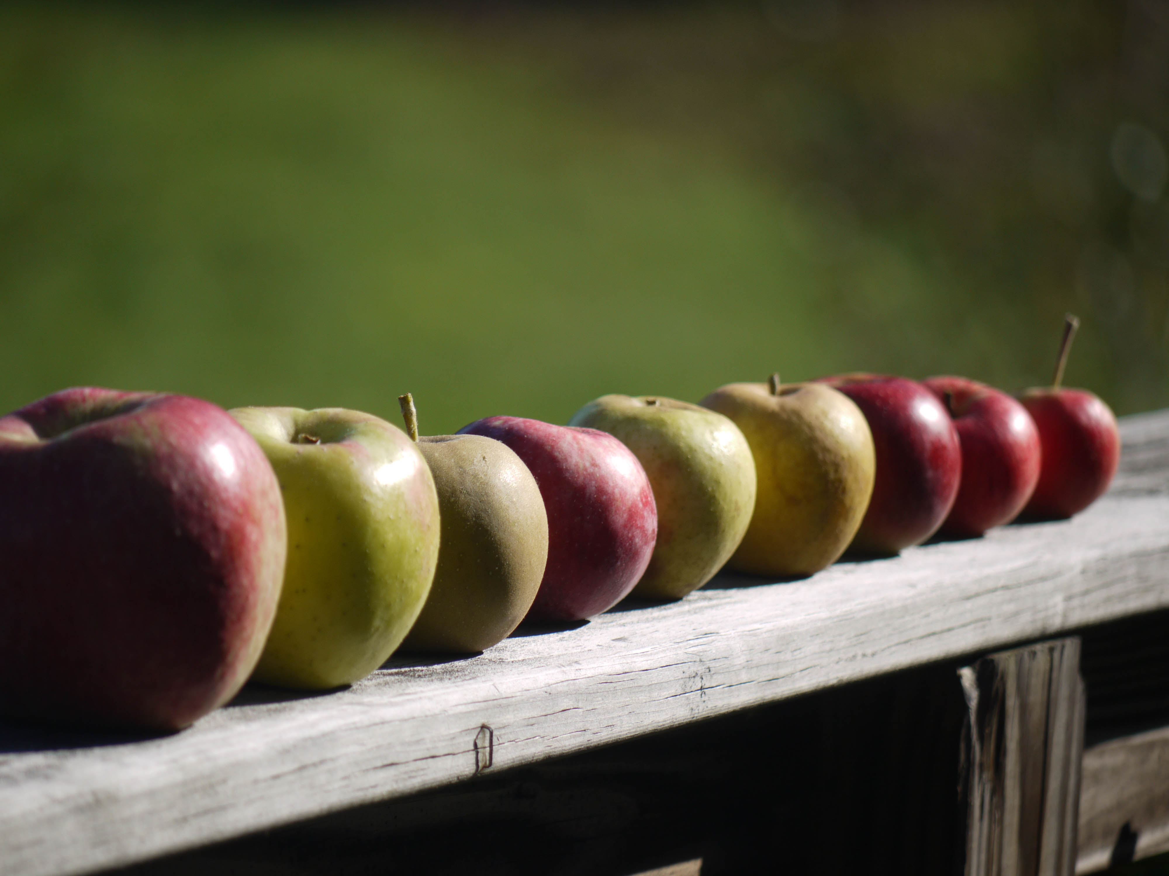 Apples Fruit Fresh Fence