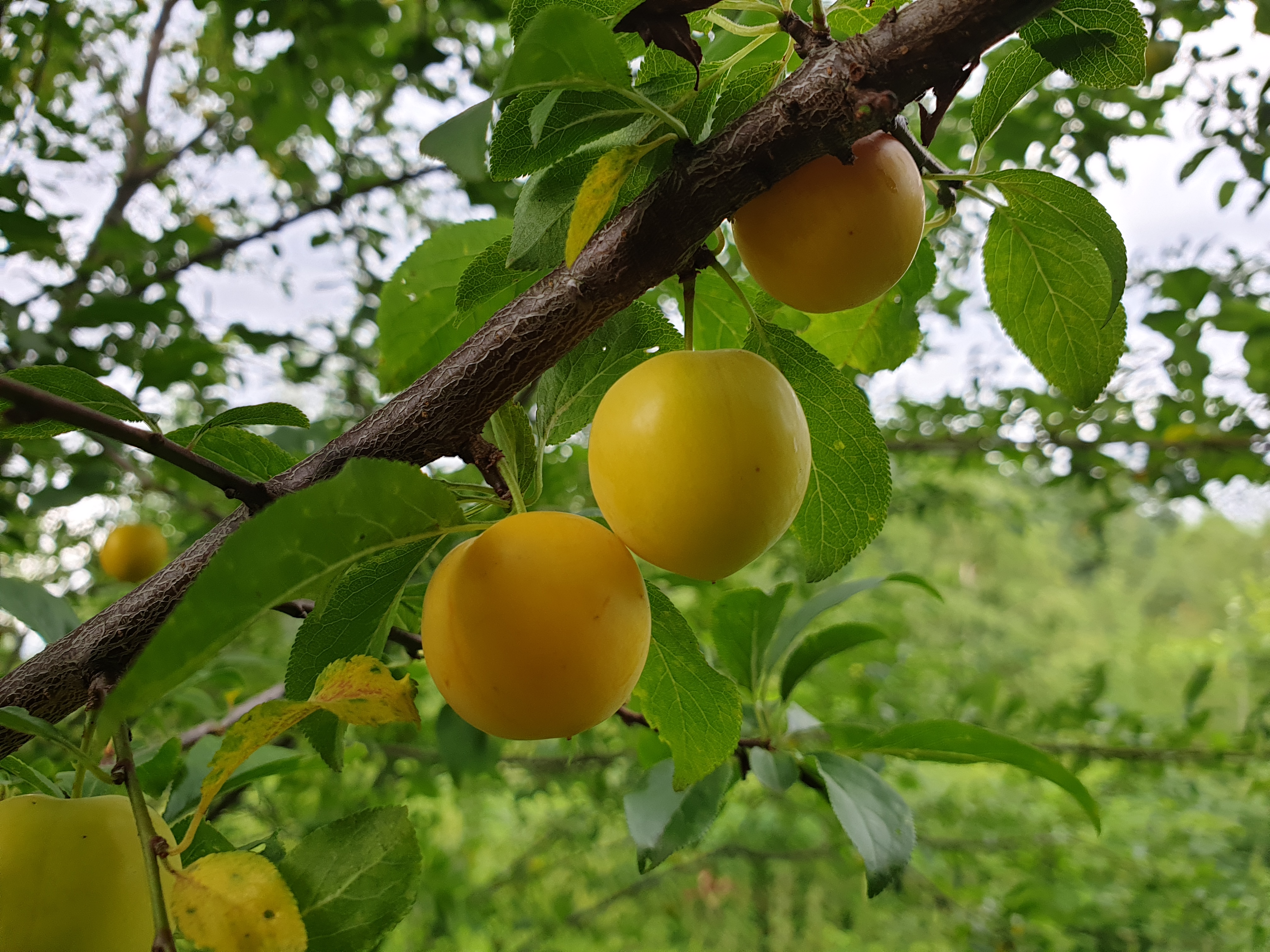 Apricots Fruit Branch Leaves Macro