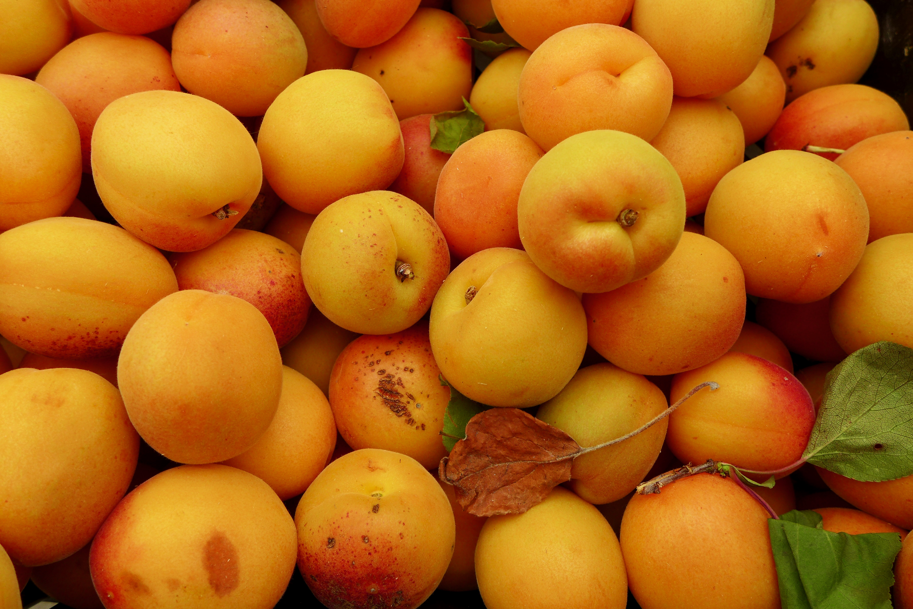 Apricots Fruit Yellow Ripe Summer