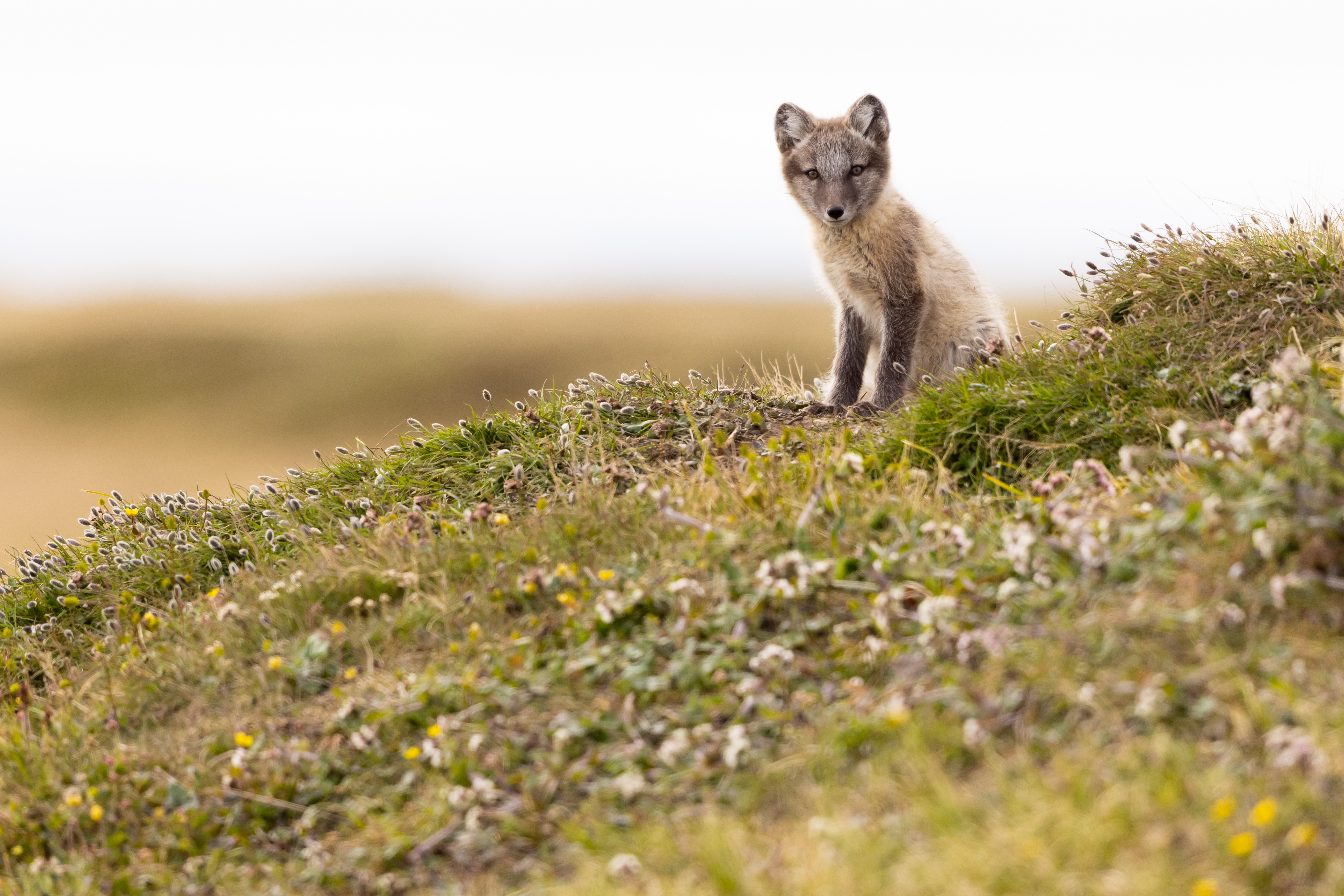 Arctic-fox Fox Animal Glance Wildlife