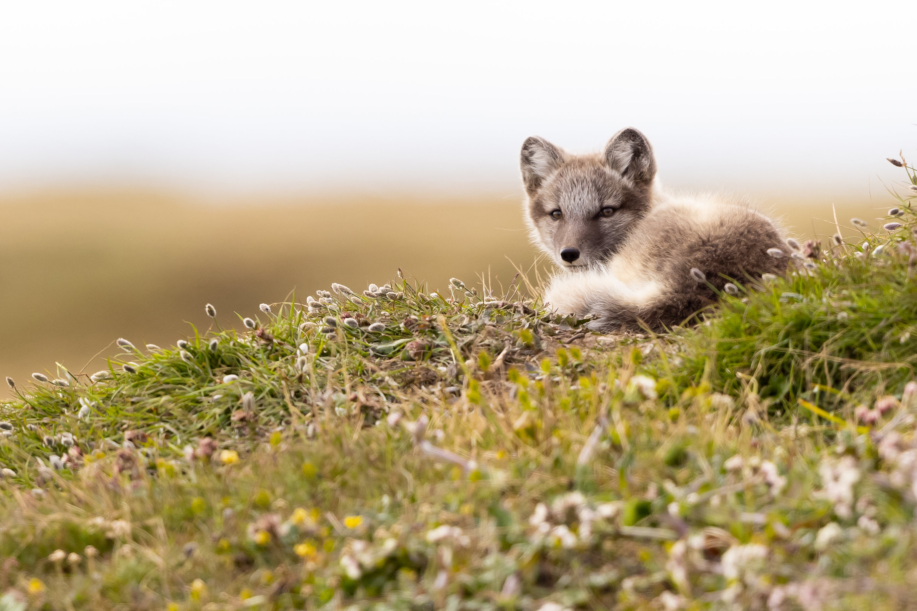 Arctic-fox Fox Glance Animal Wildlife