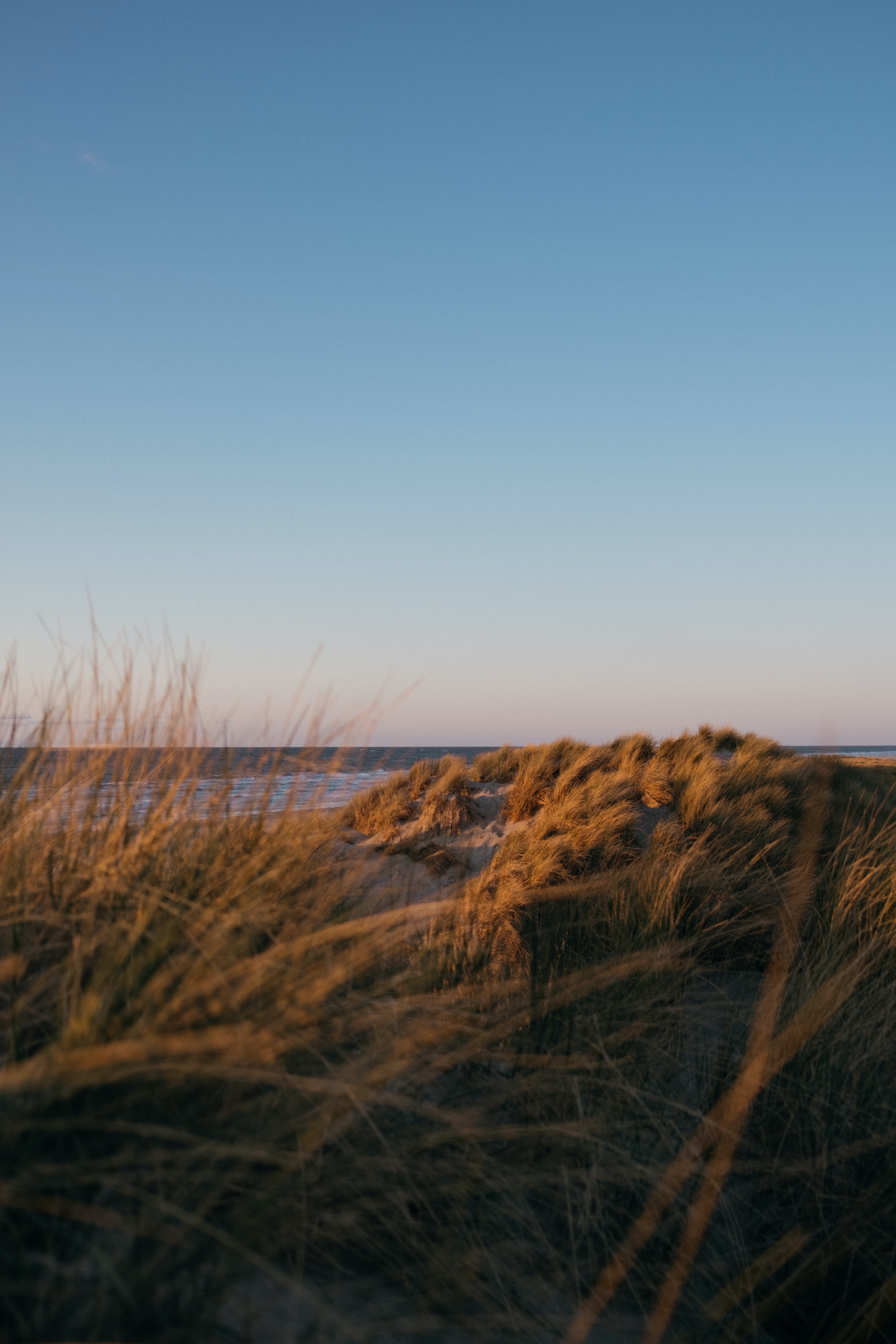 Beach Grass Sea Water Landscape