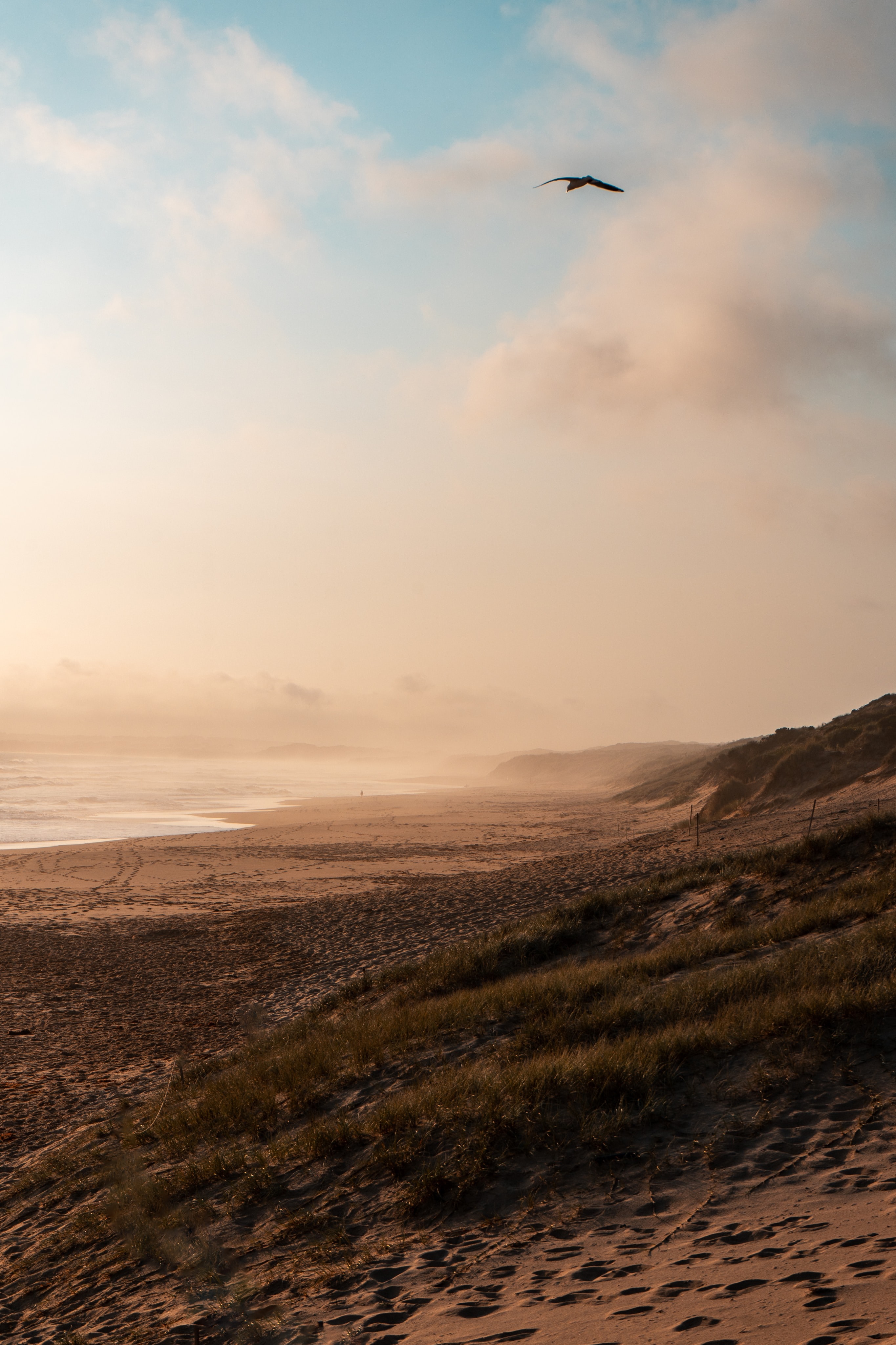 Beach Sea Fog Bird Landscape