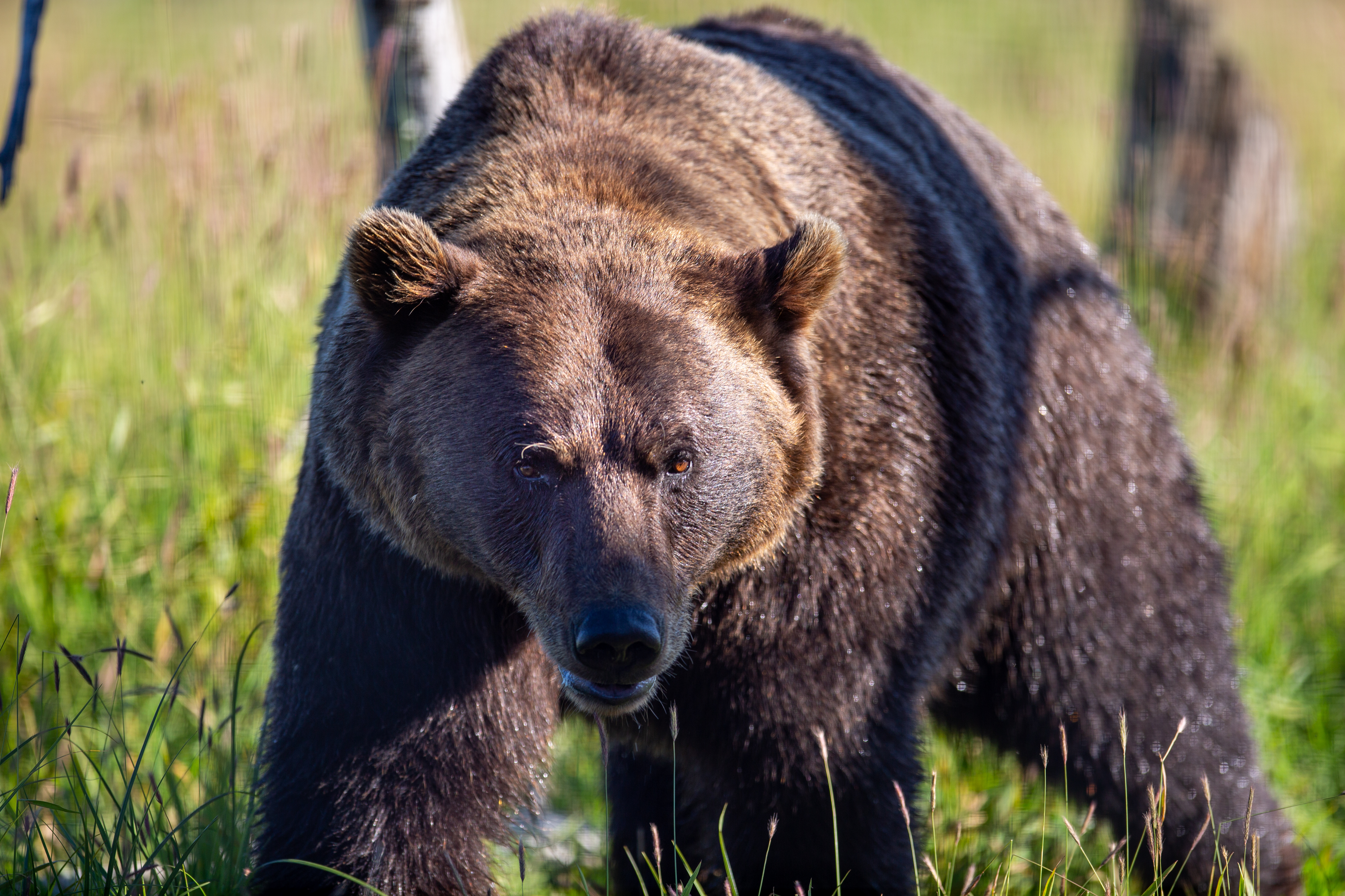 Bear Animal Predator Grass