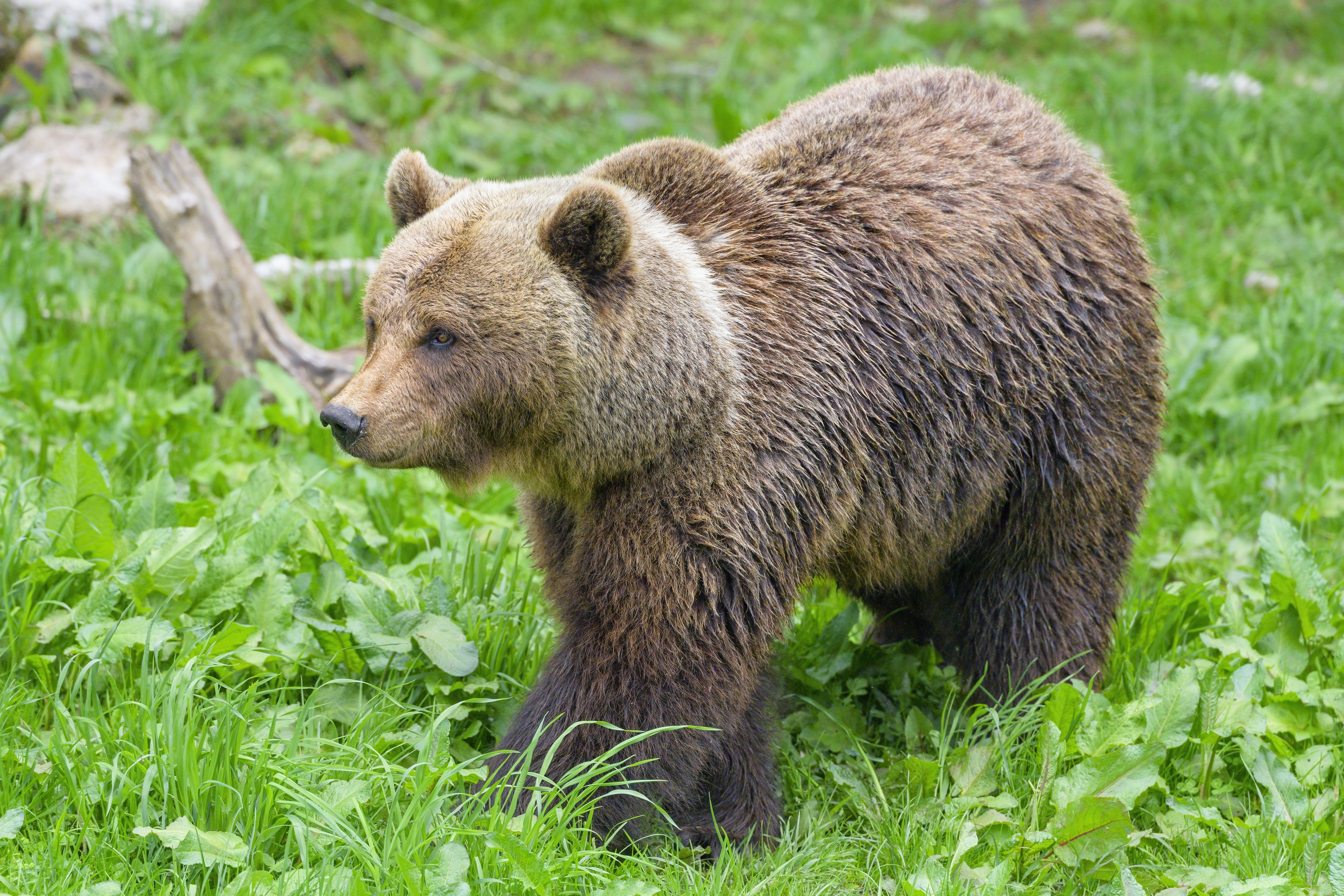 Bear Animal Predator Grass Wildlife