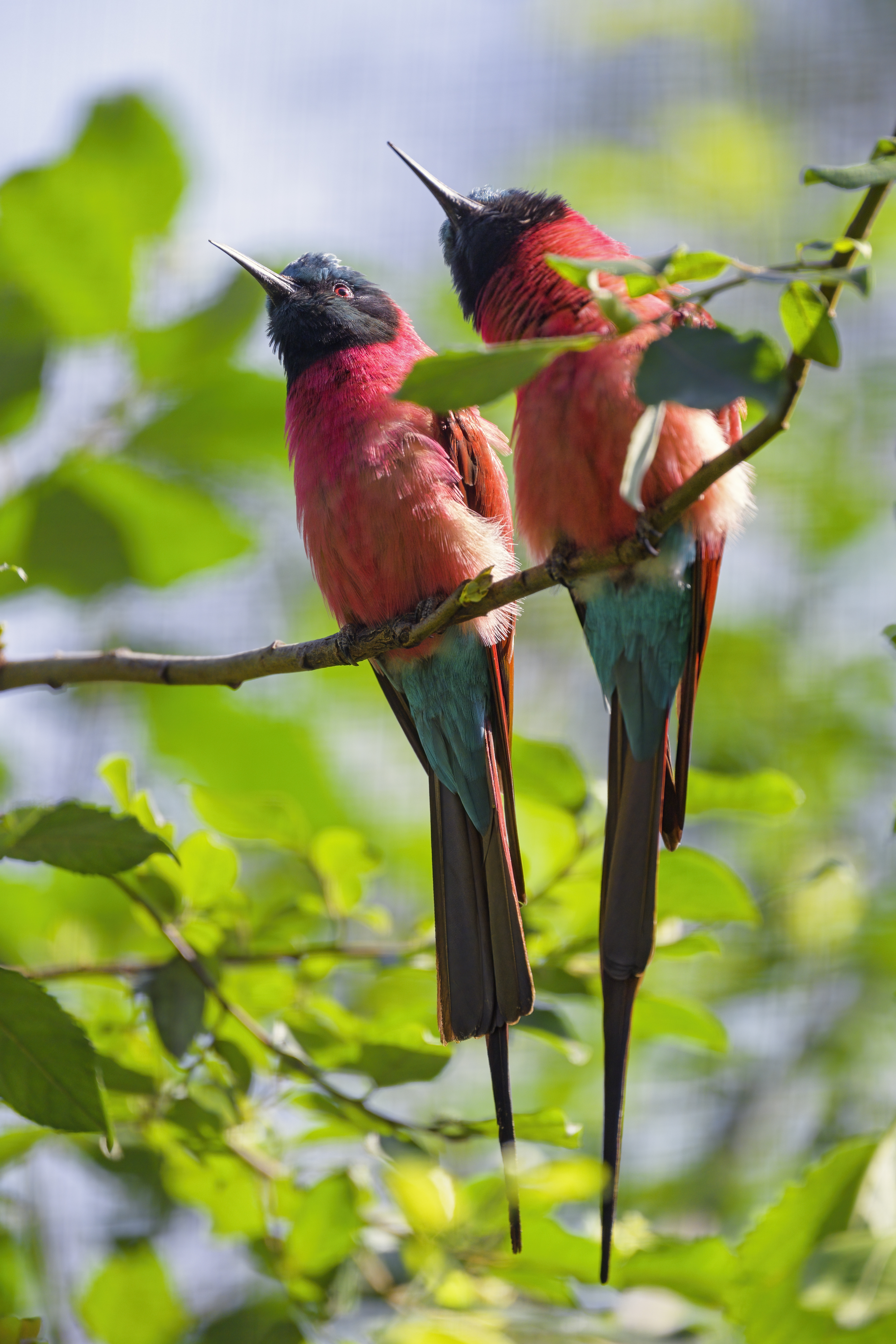 Bee-eaters Birds Branch Wildlife