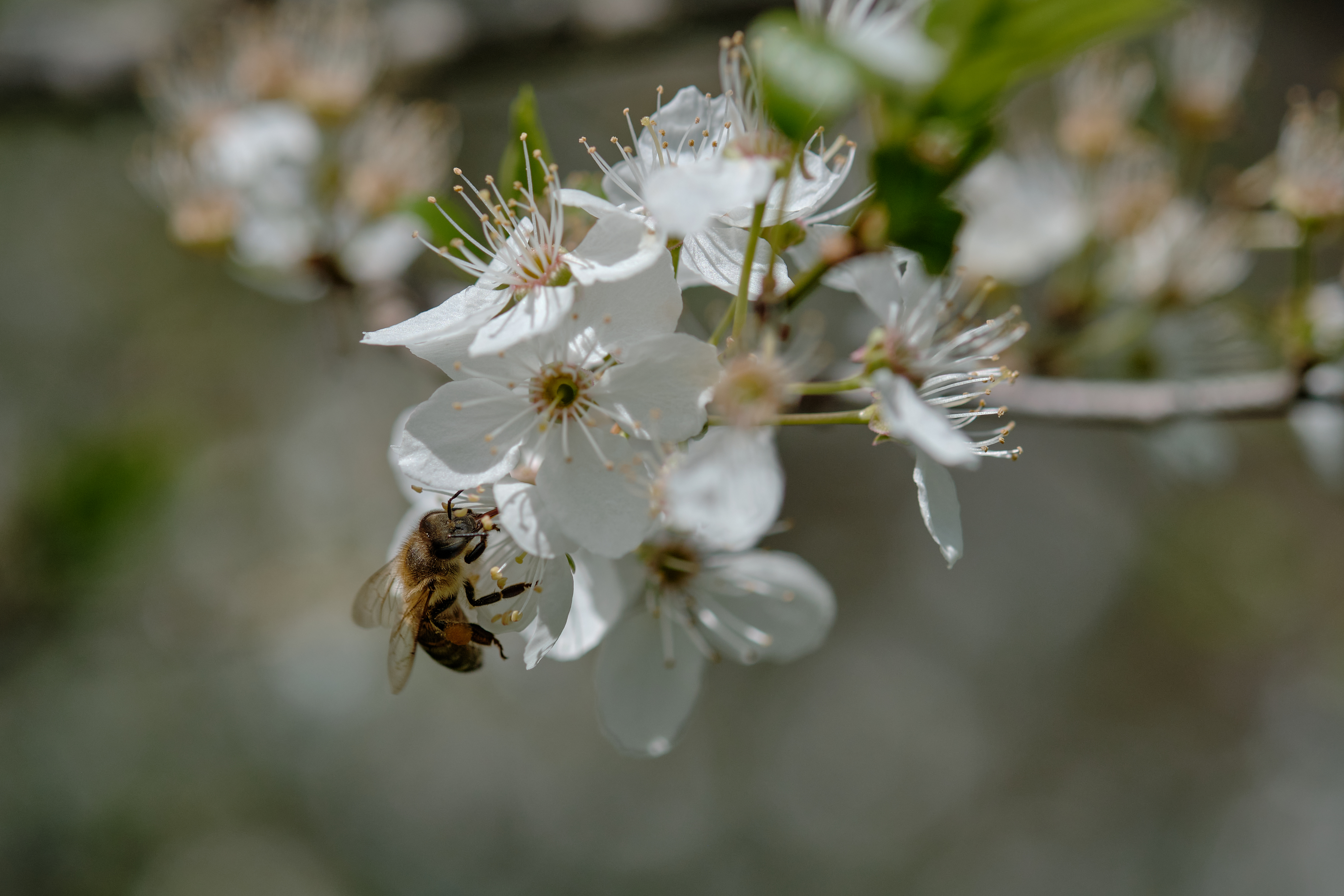 Bee Flowers Macro Spring