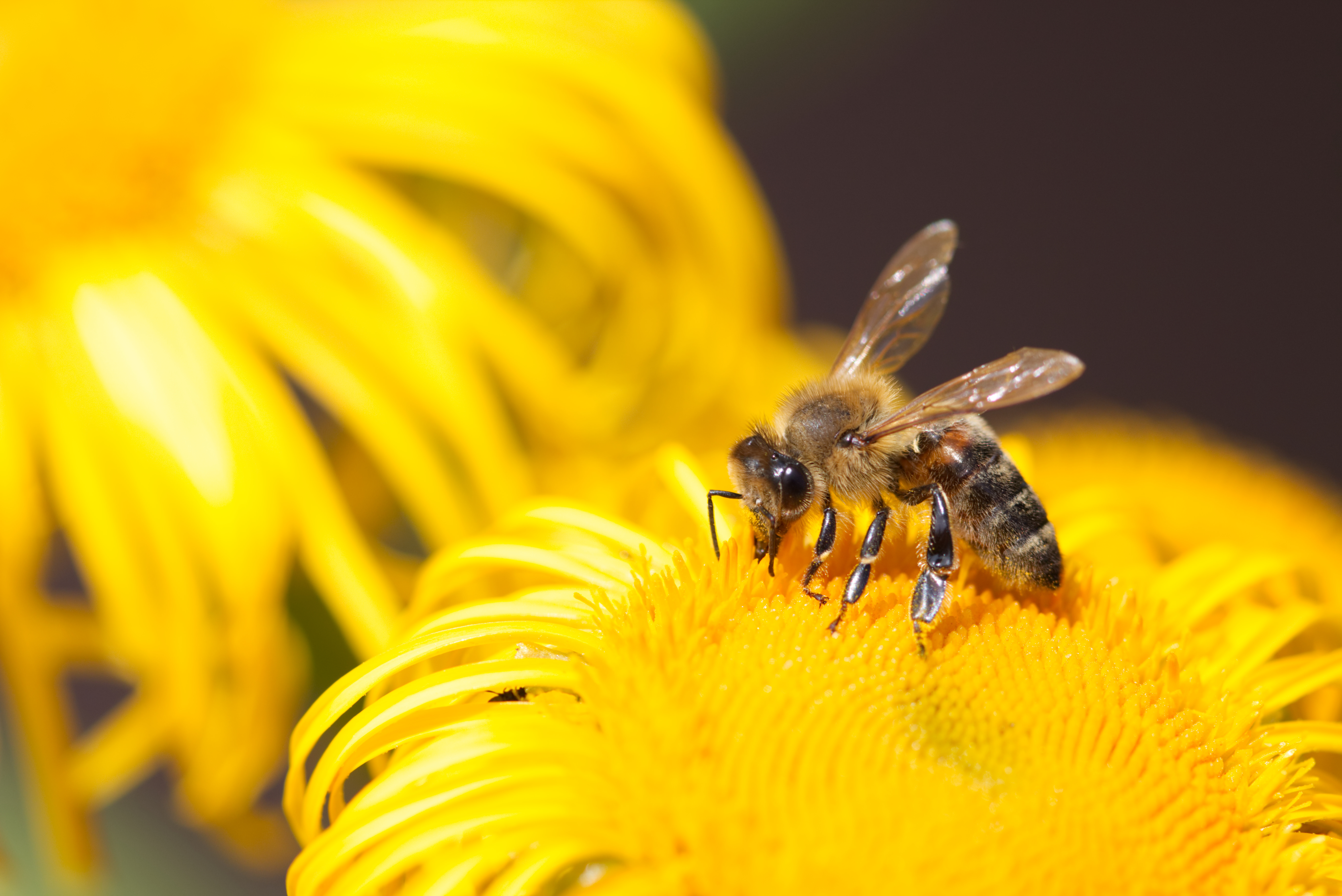 Bee Insect Flower Yellow Macro