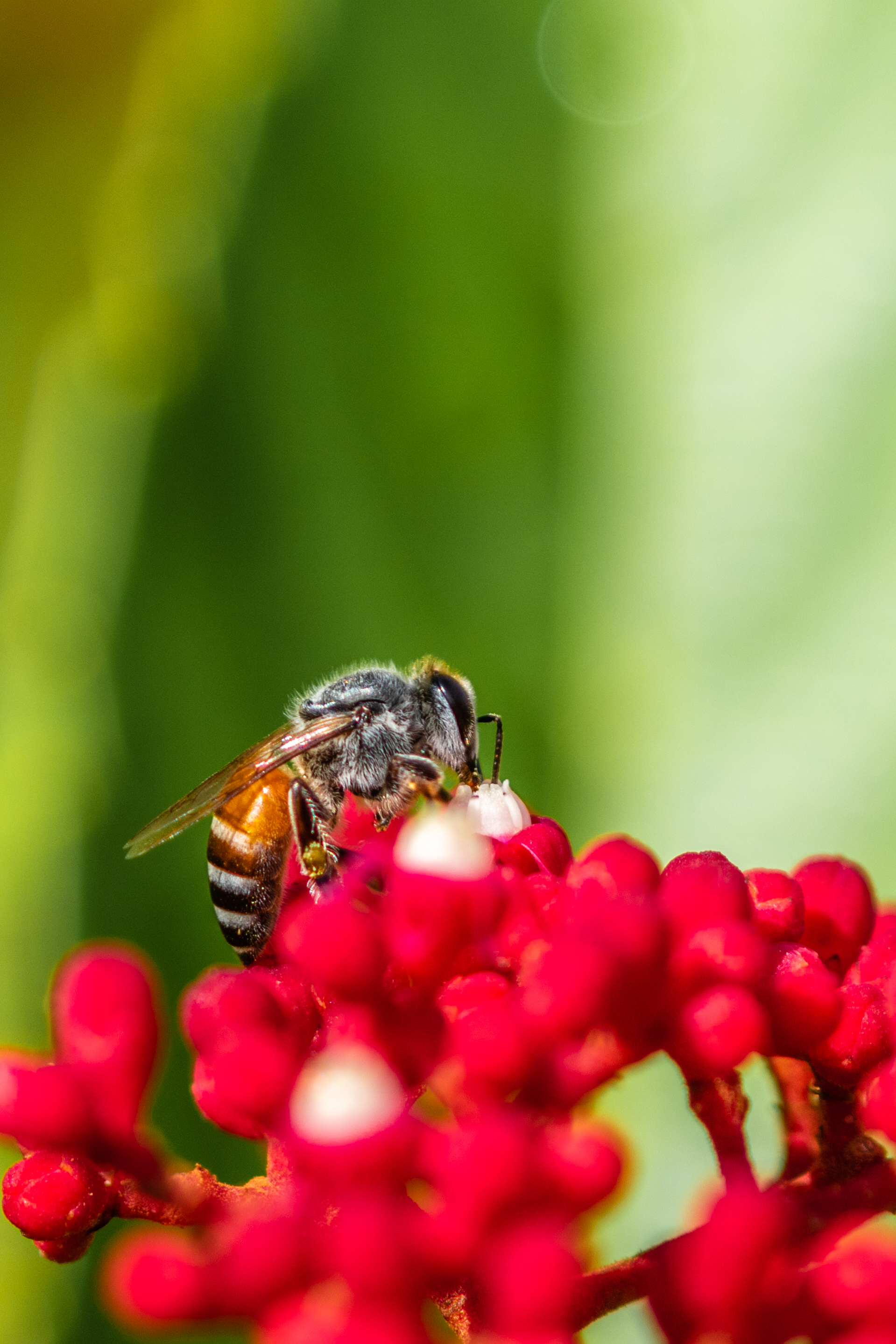 Bee Insect Flowers Macro Bright