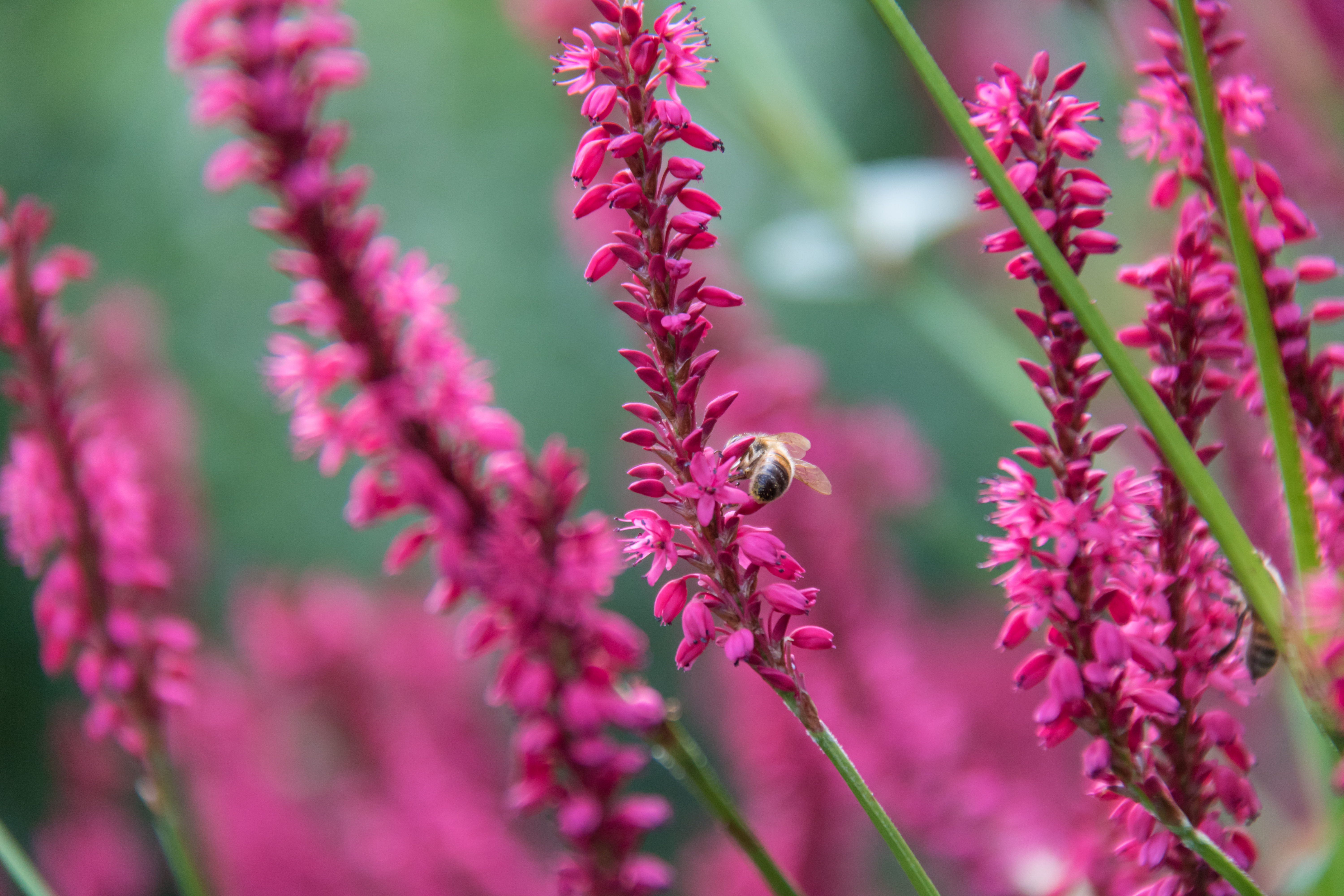 Bee Insect Flowers Plants Macro Pink