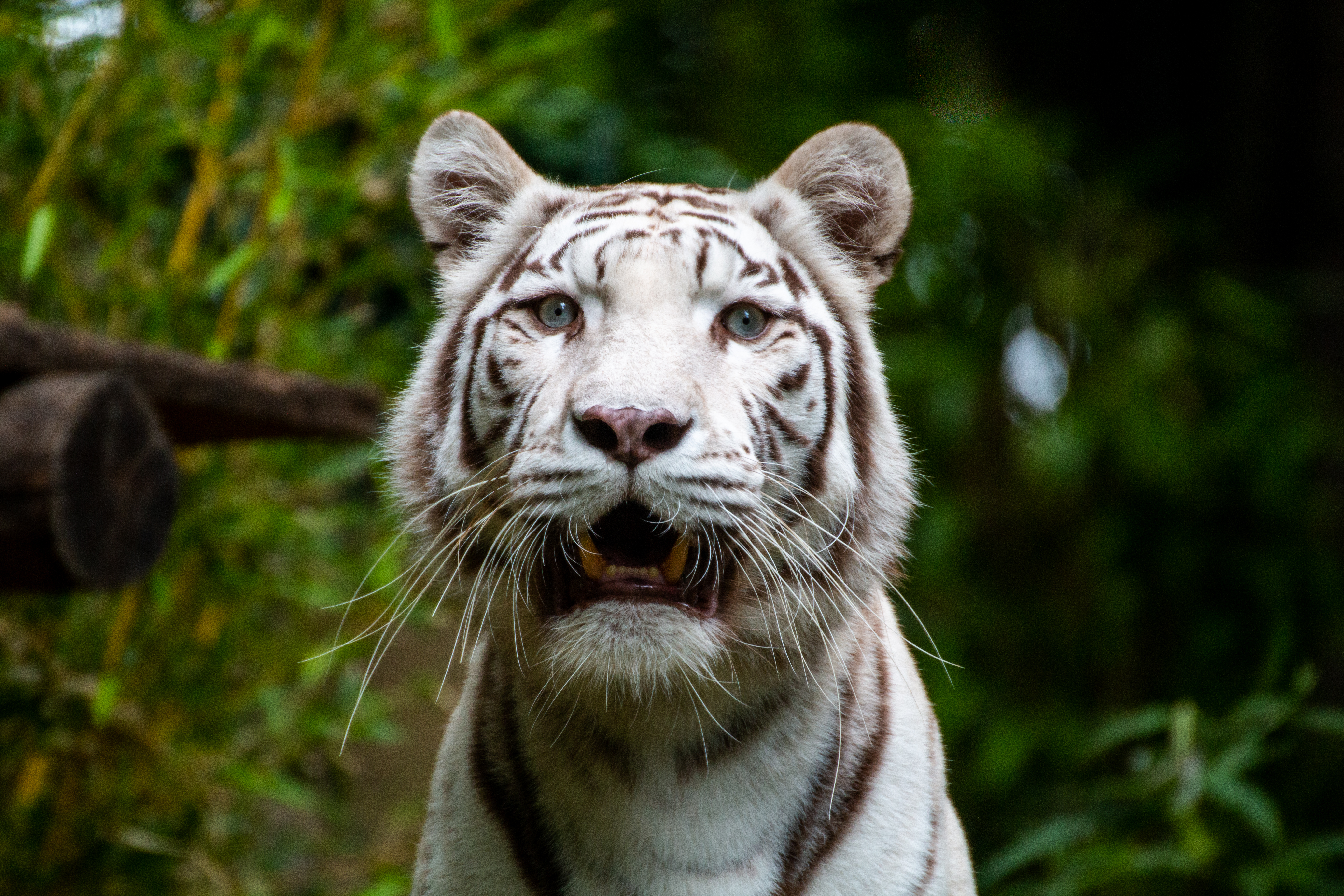 Bengal-tiger Tiger Animal Predator Roar