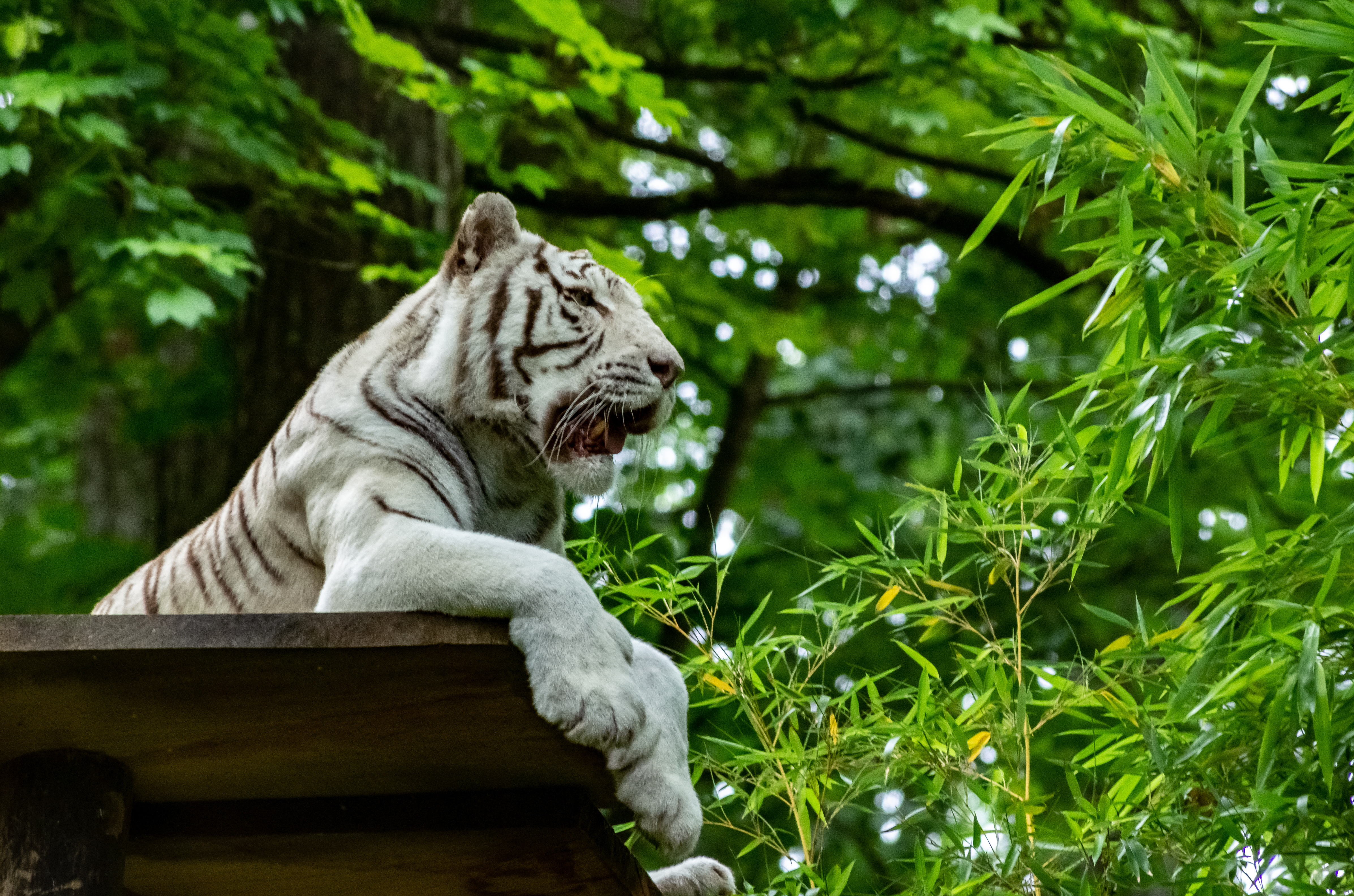 Bengal-tiger Tiger Predator Animal Big-cat Leaves