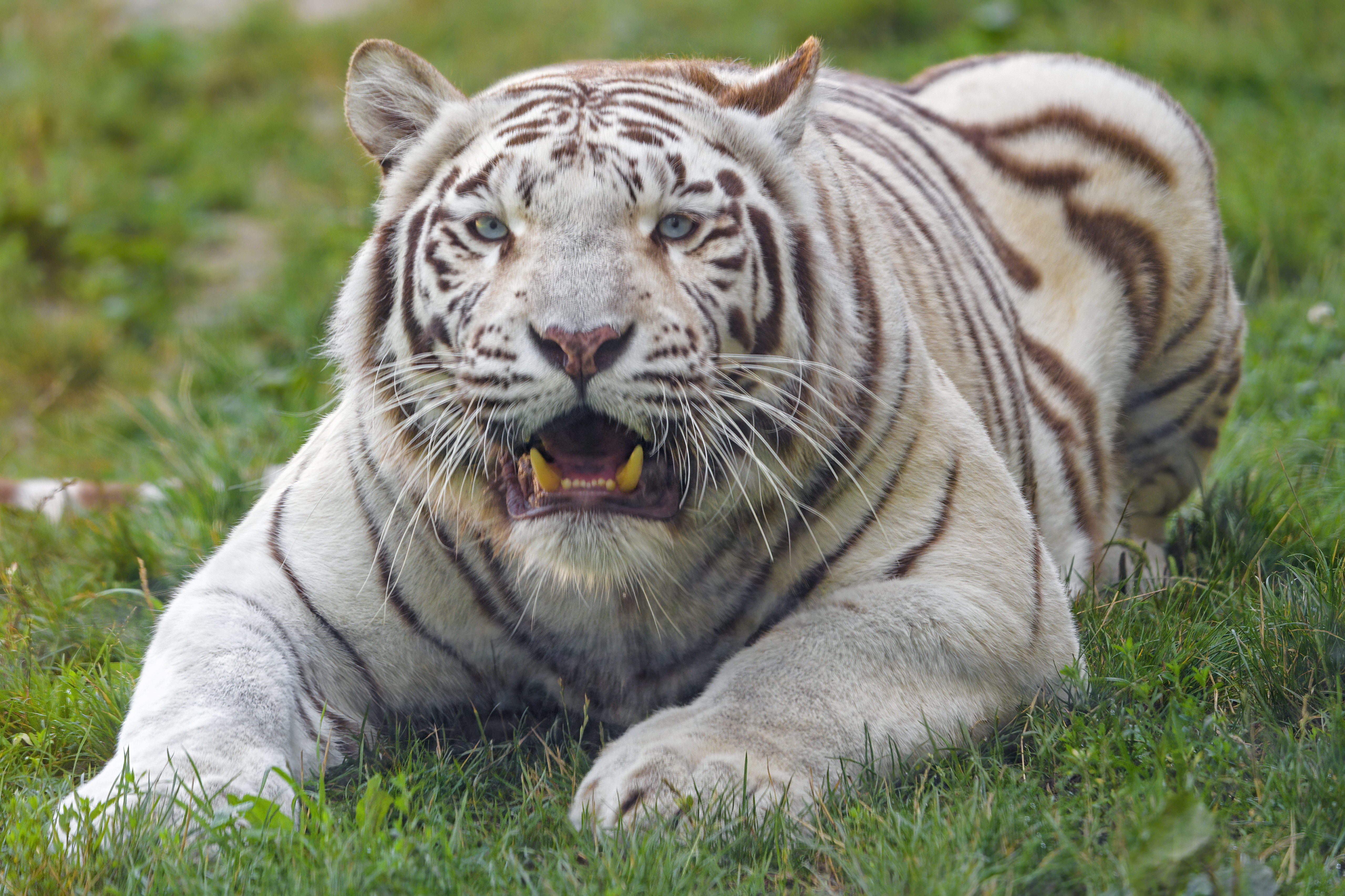 Bengal-tiger Tiger White Fangs Predator Animal