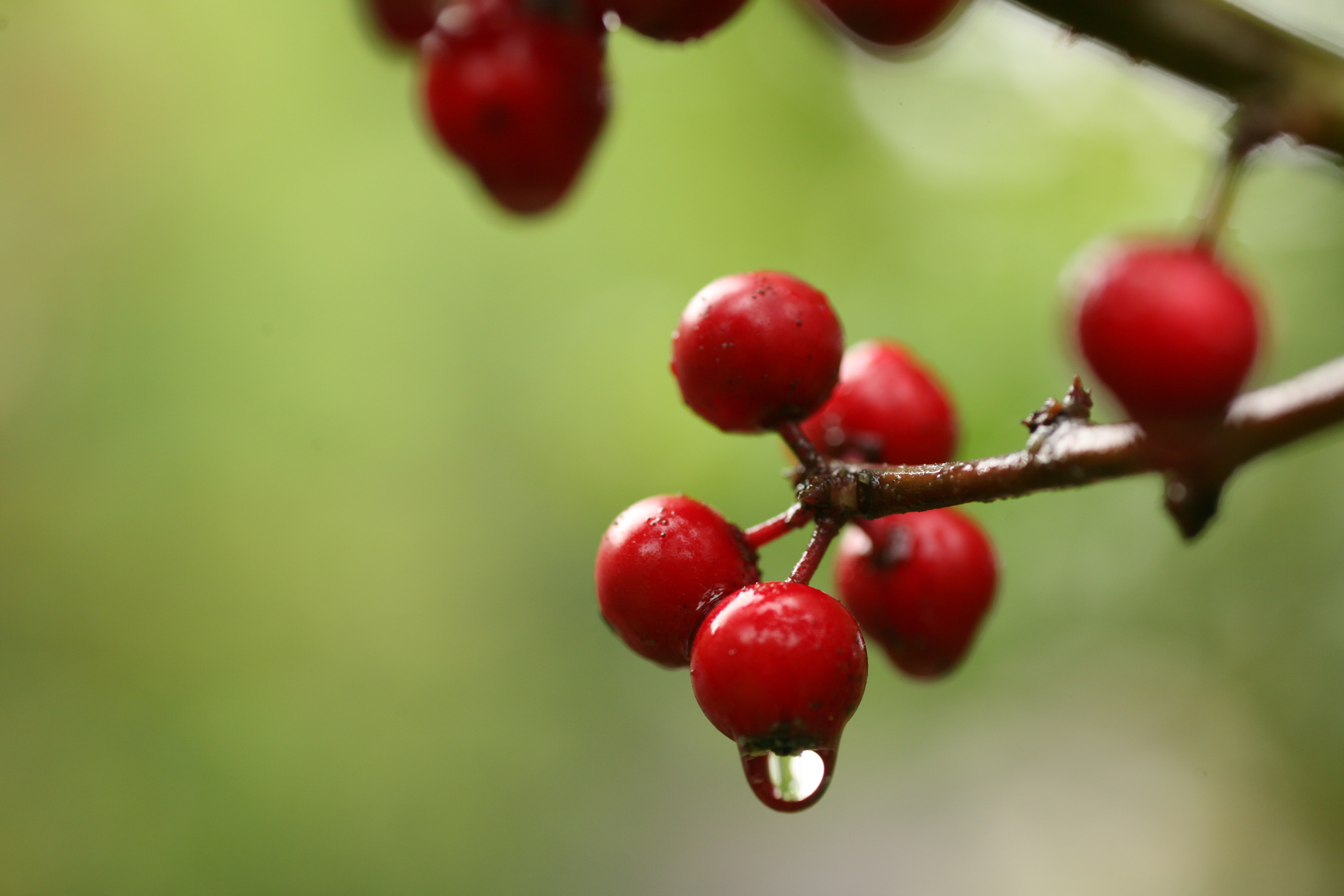 Berries Branch Drop Macro Blur