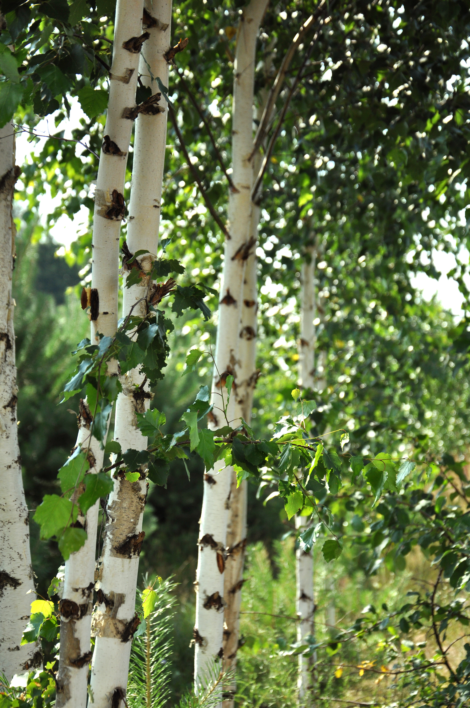 Birch-trees Leaves Nature