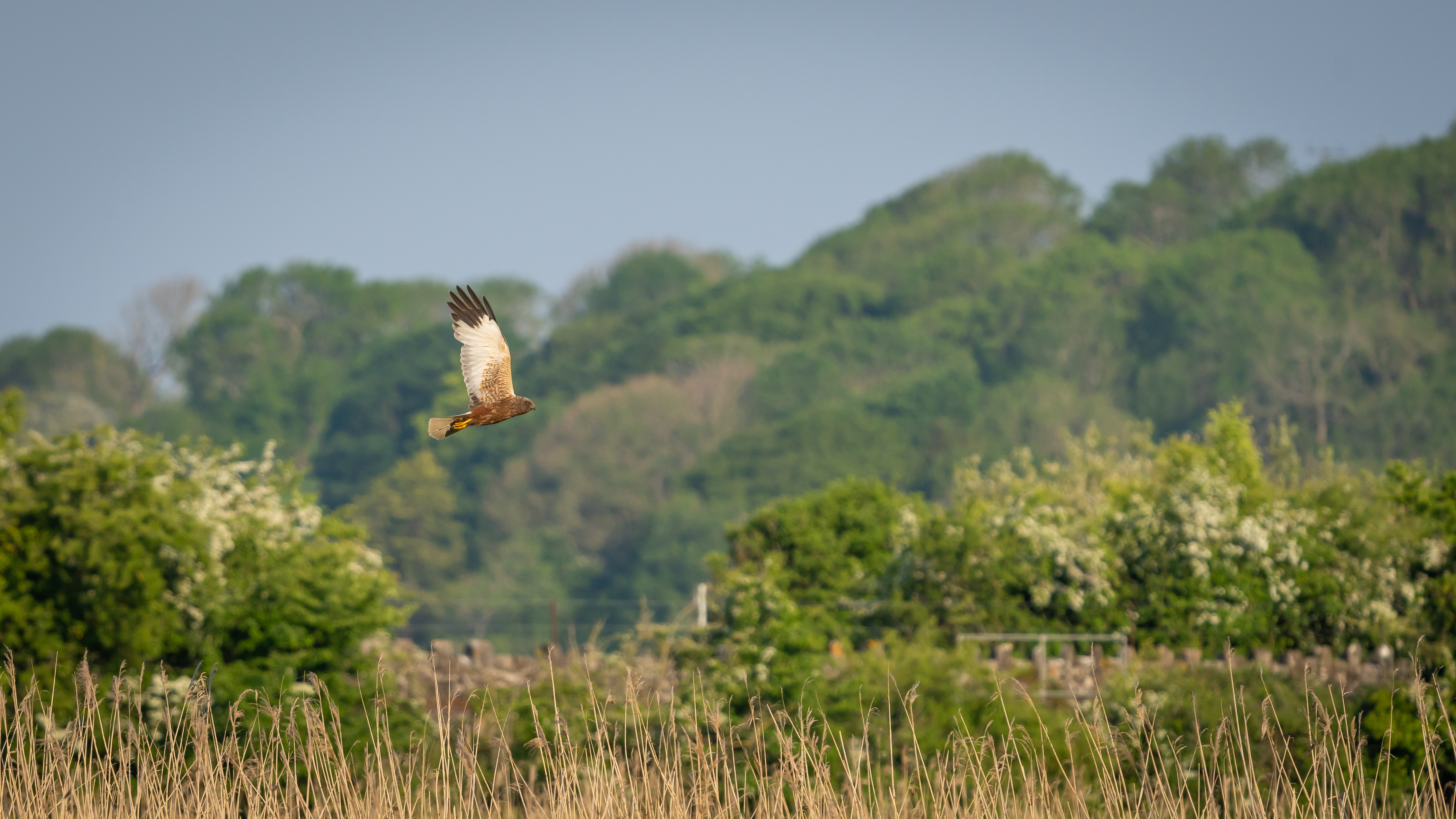 Bird Flight Wildlife