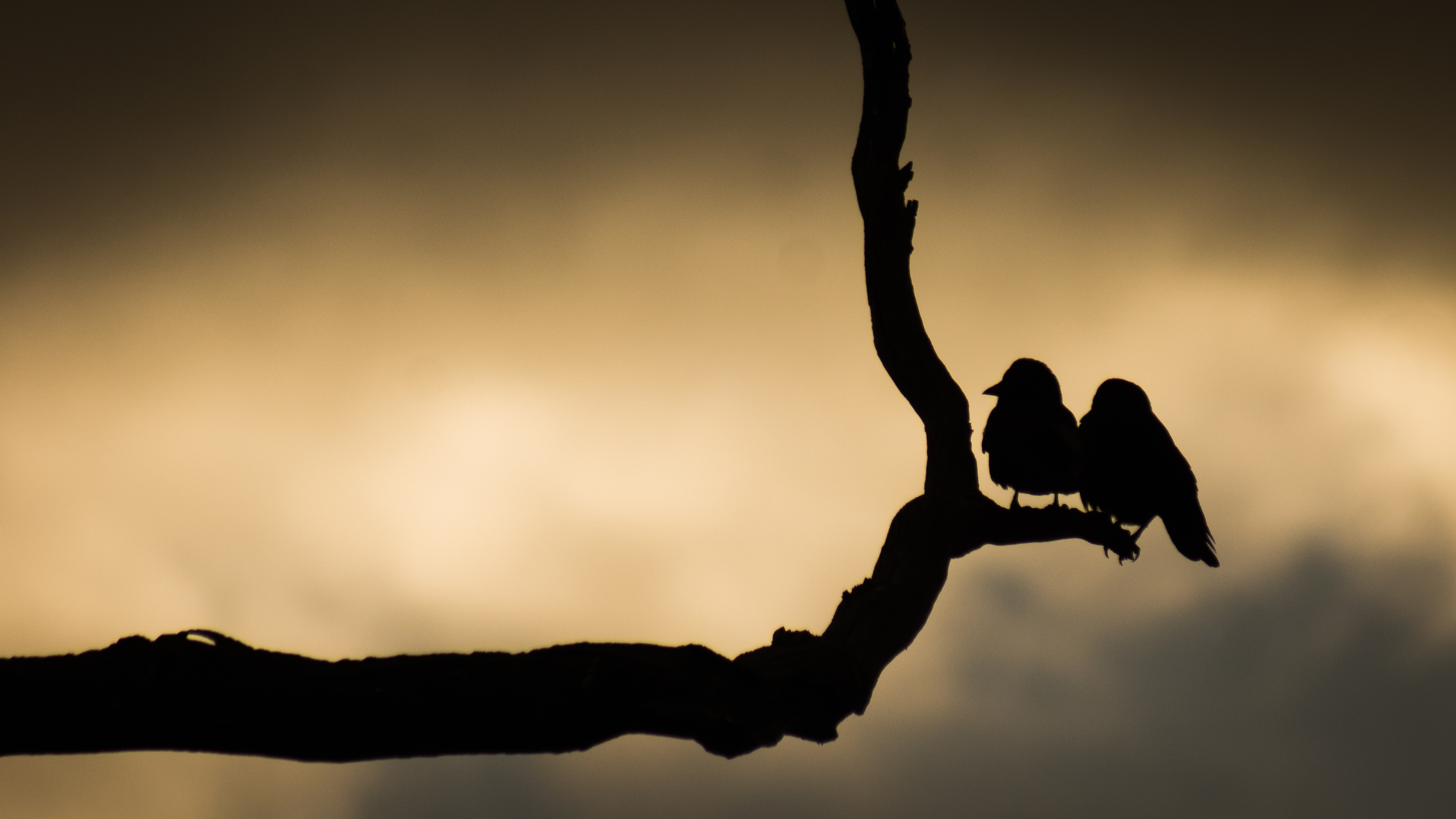Birds Branch Silhouettes Dark