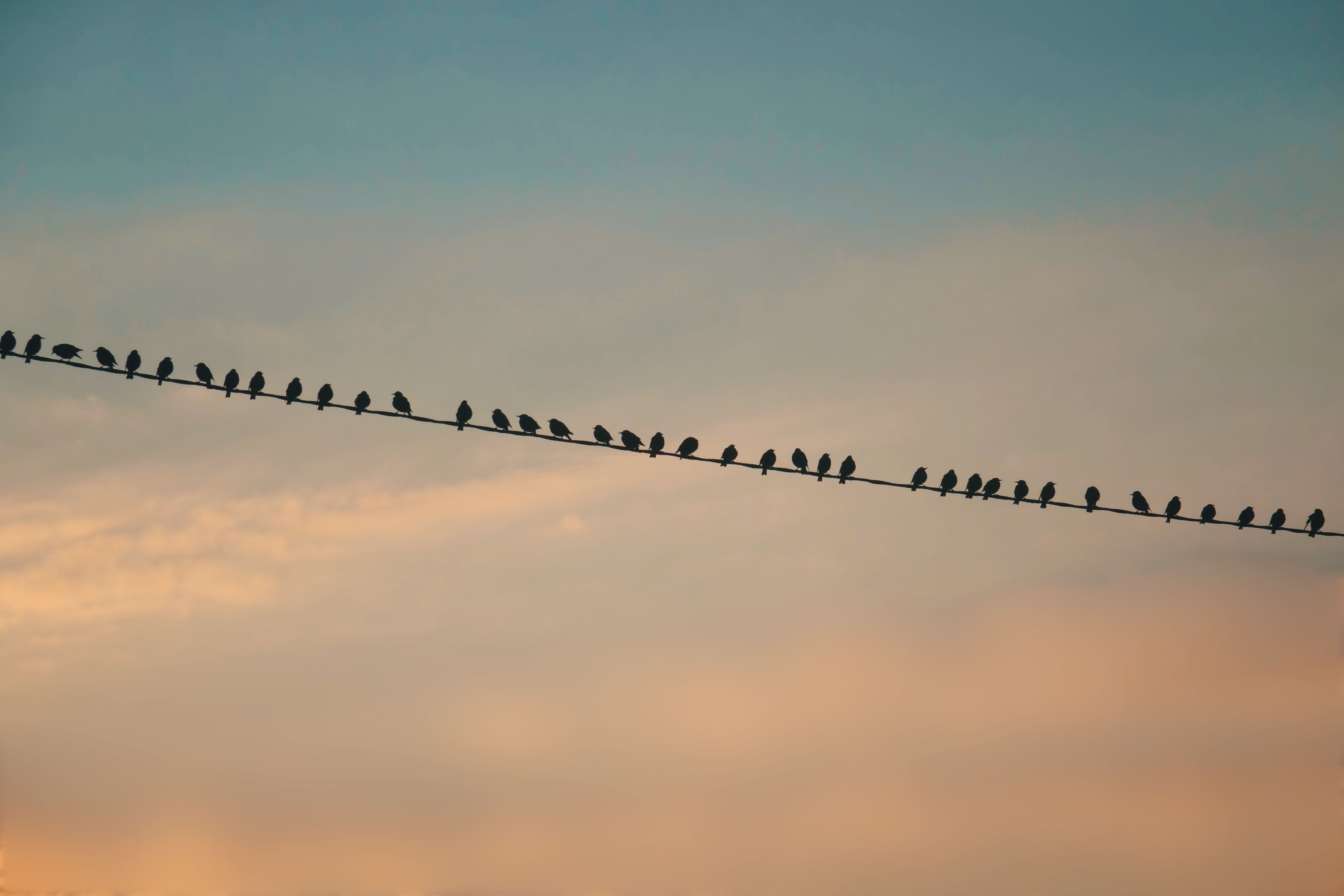 Birds Silhouettes Sky Clouds Twilight