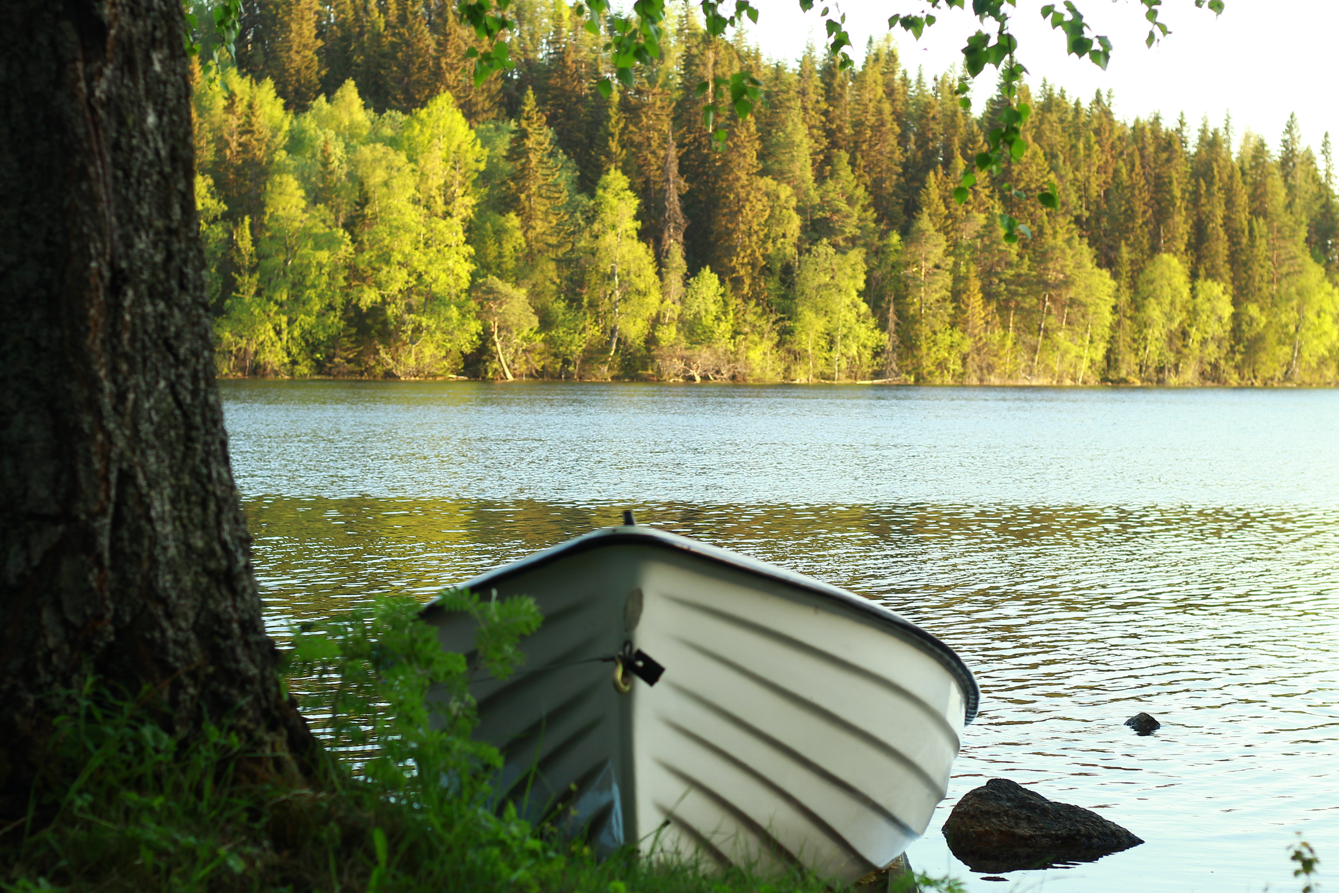 Boat Water River Forest Trees Landscape