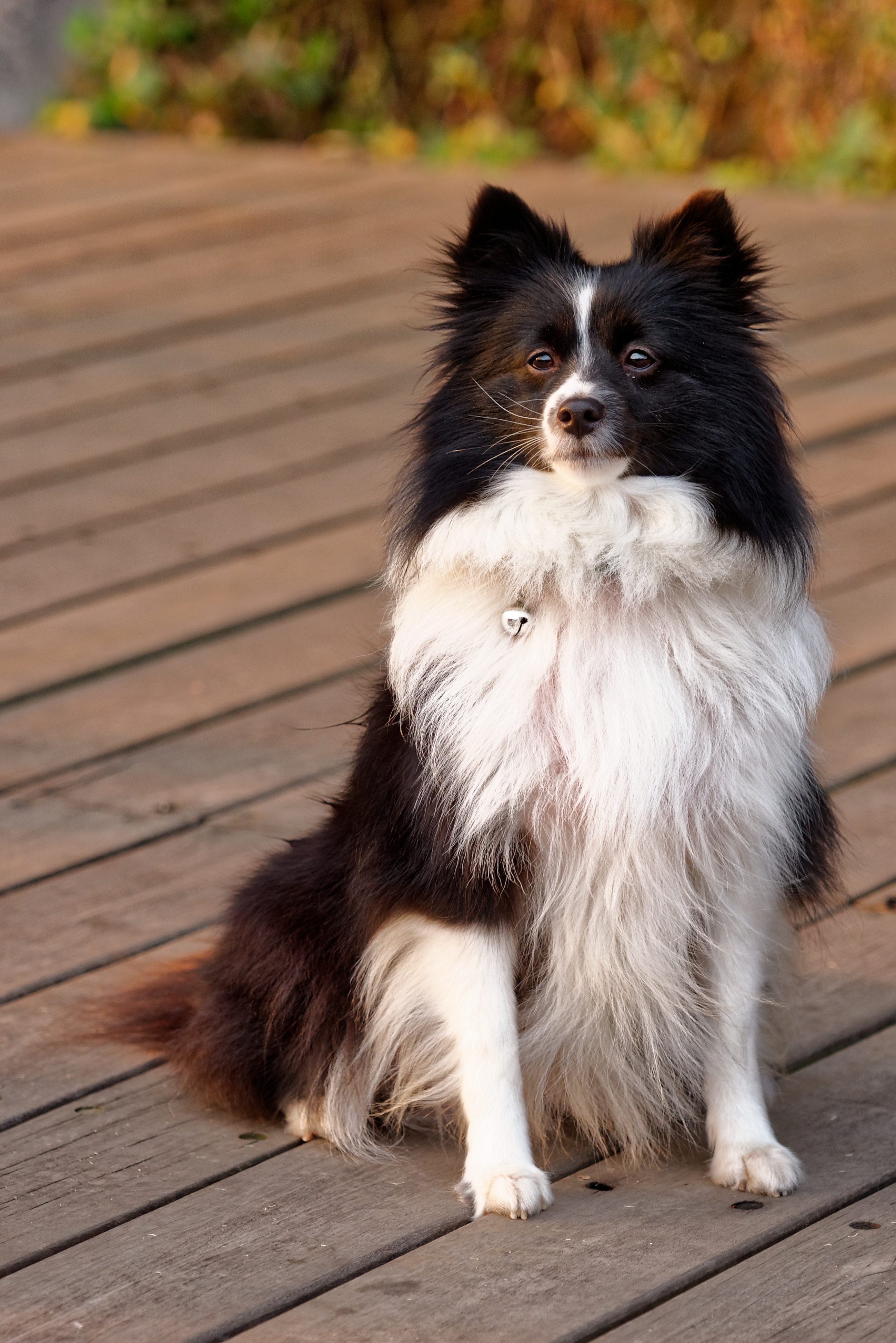 Border-collie Dog Pet Animal Furry