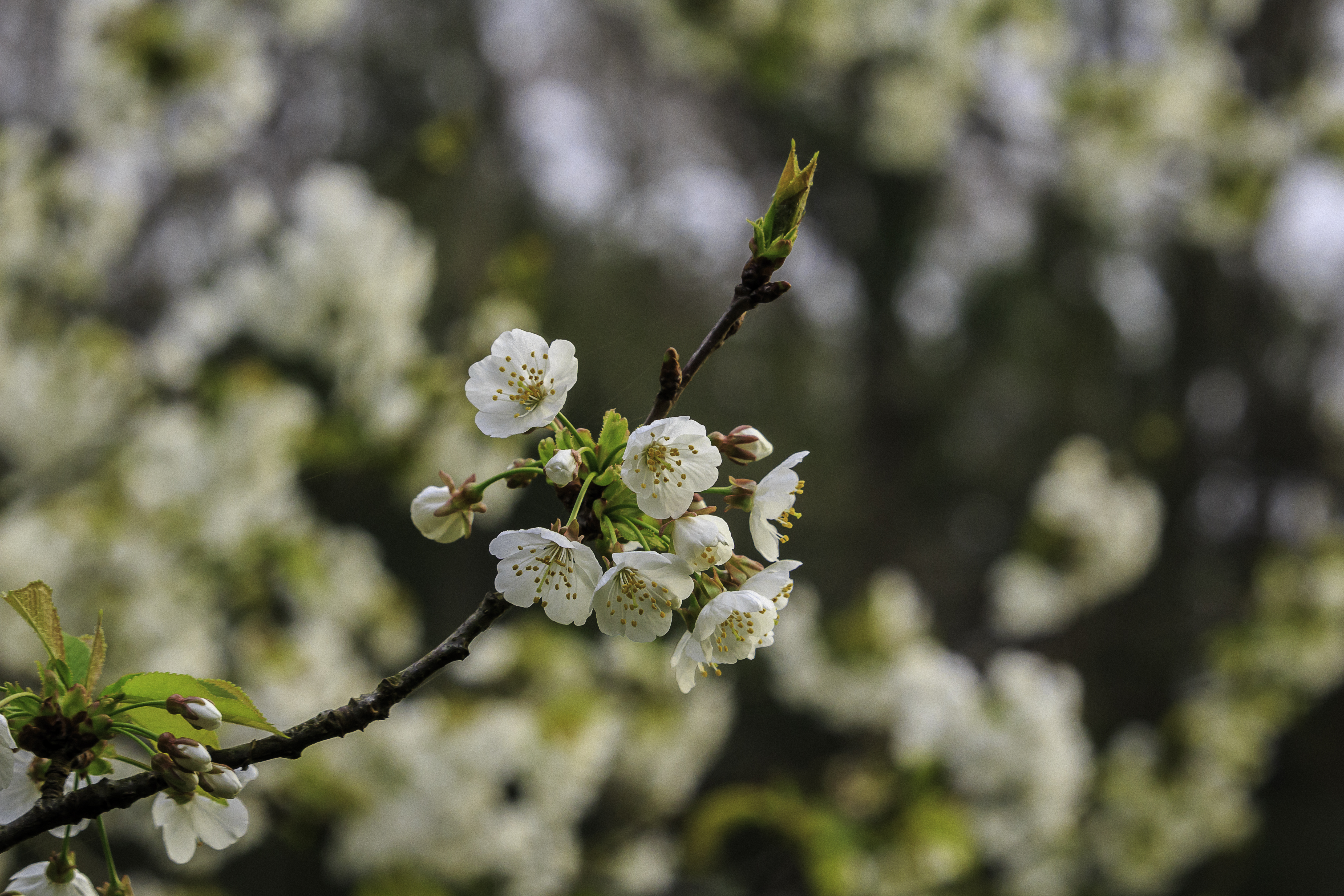 Branch Cherry Flowers Petals Macro