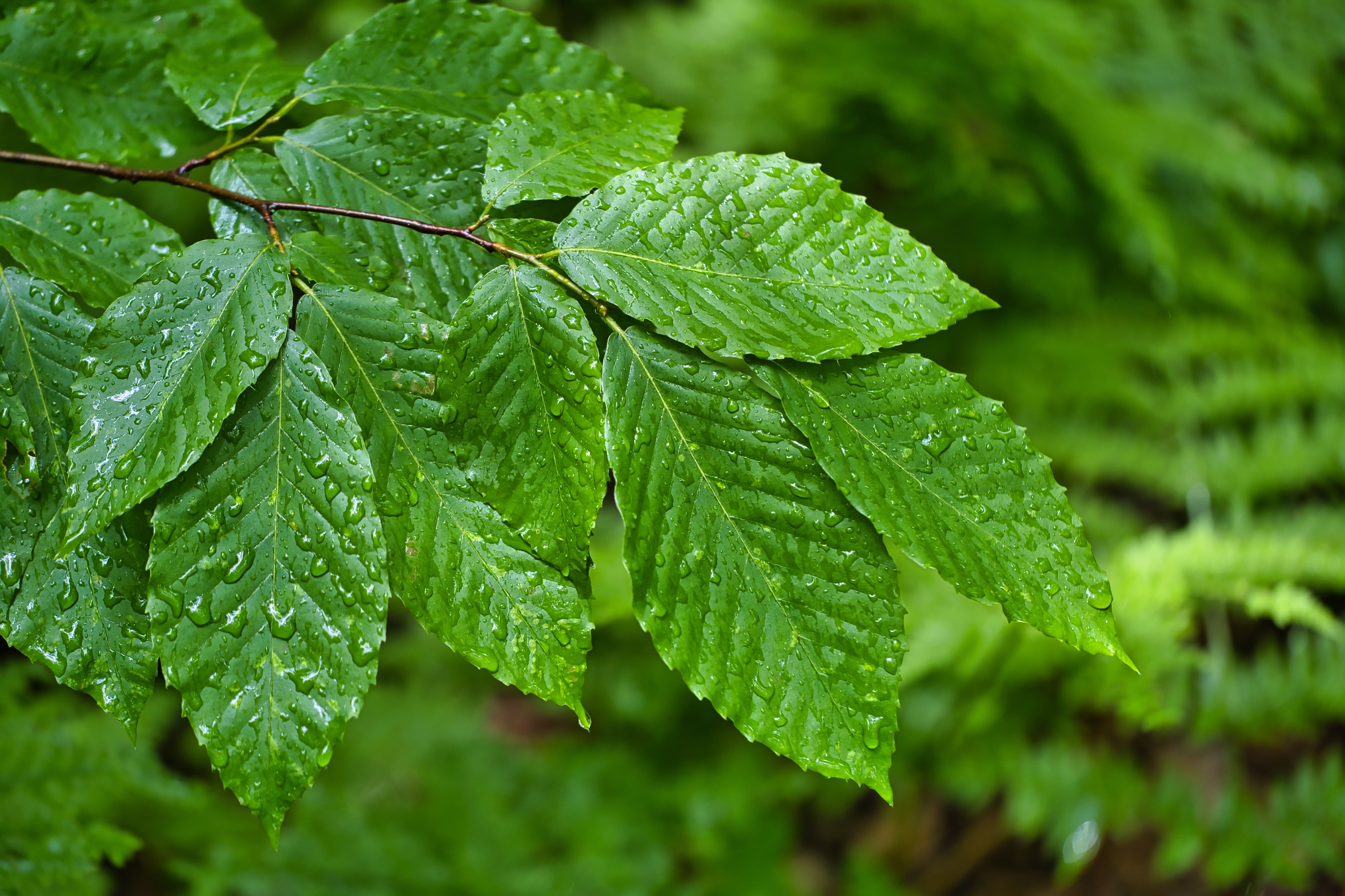 Branch Leaves Drops Macro Wet Green