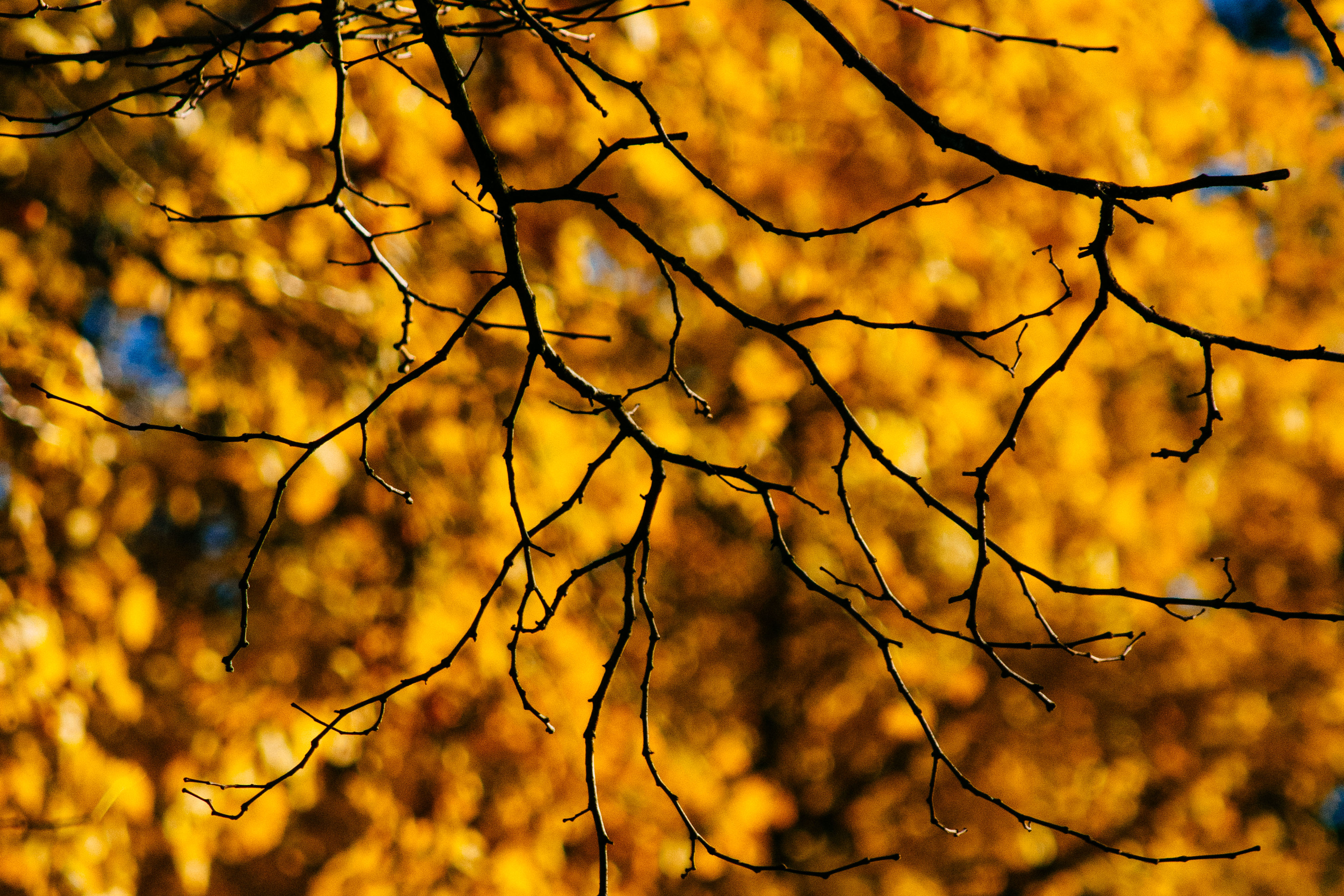 Branches Glare Macro Autumn Yellow