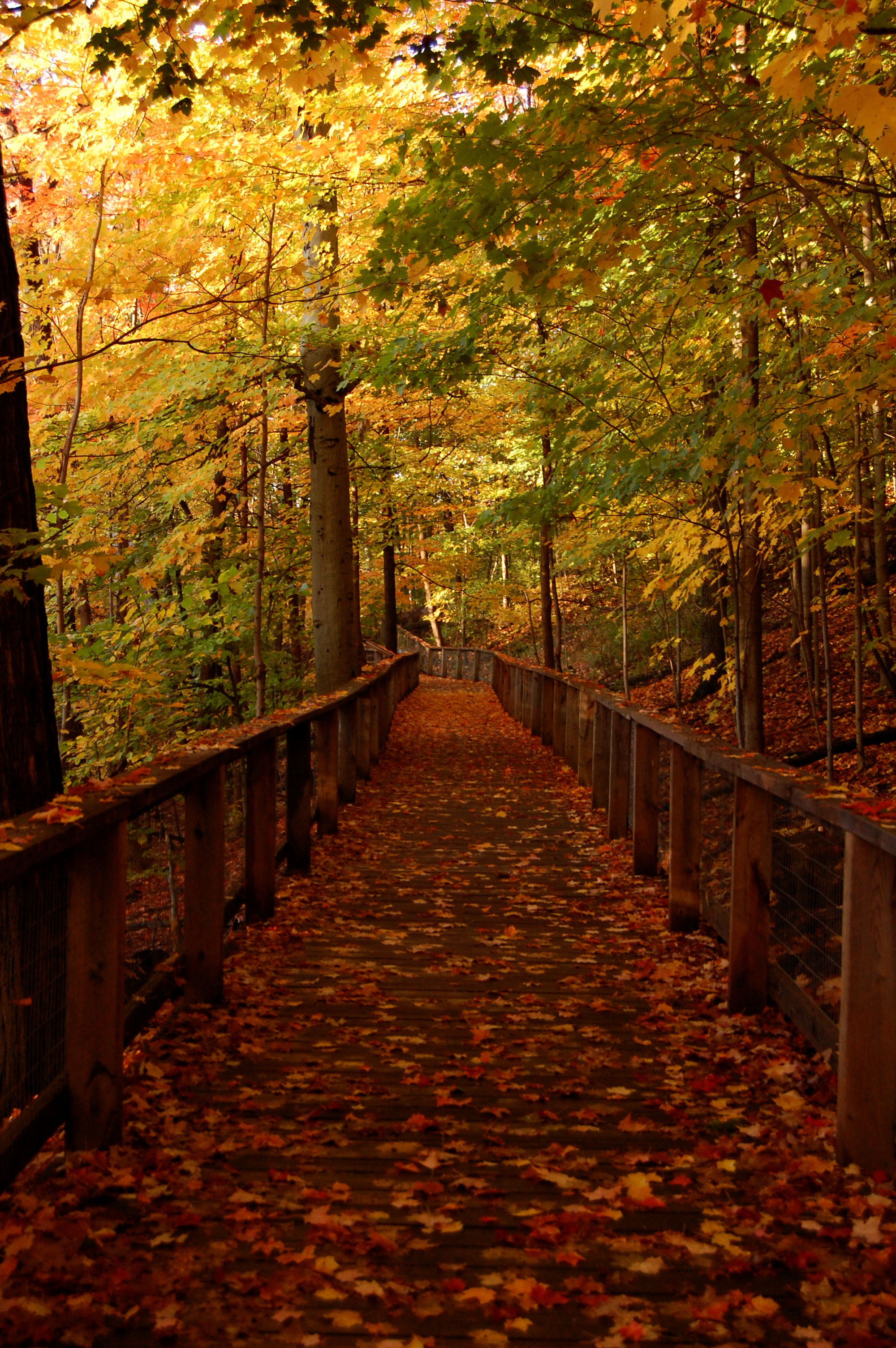 Bridge Forest Leaves Autumn Landscape