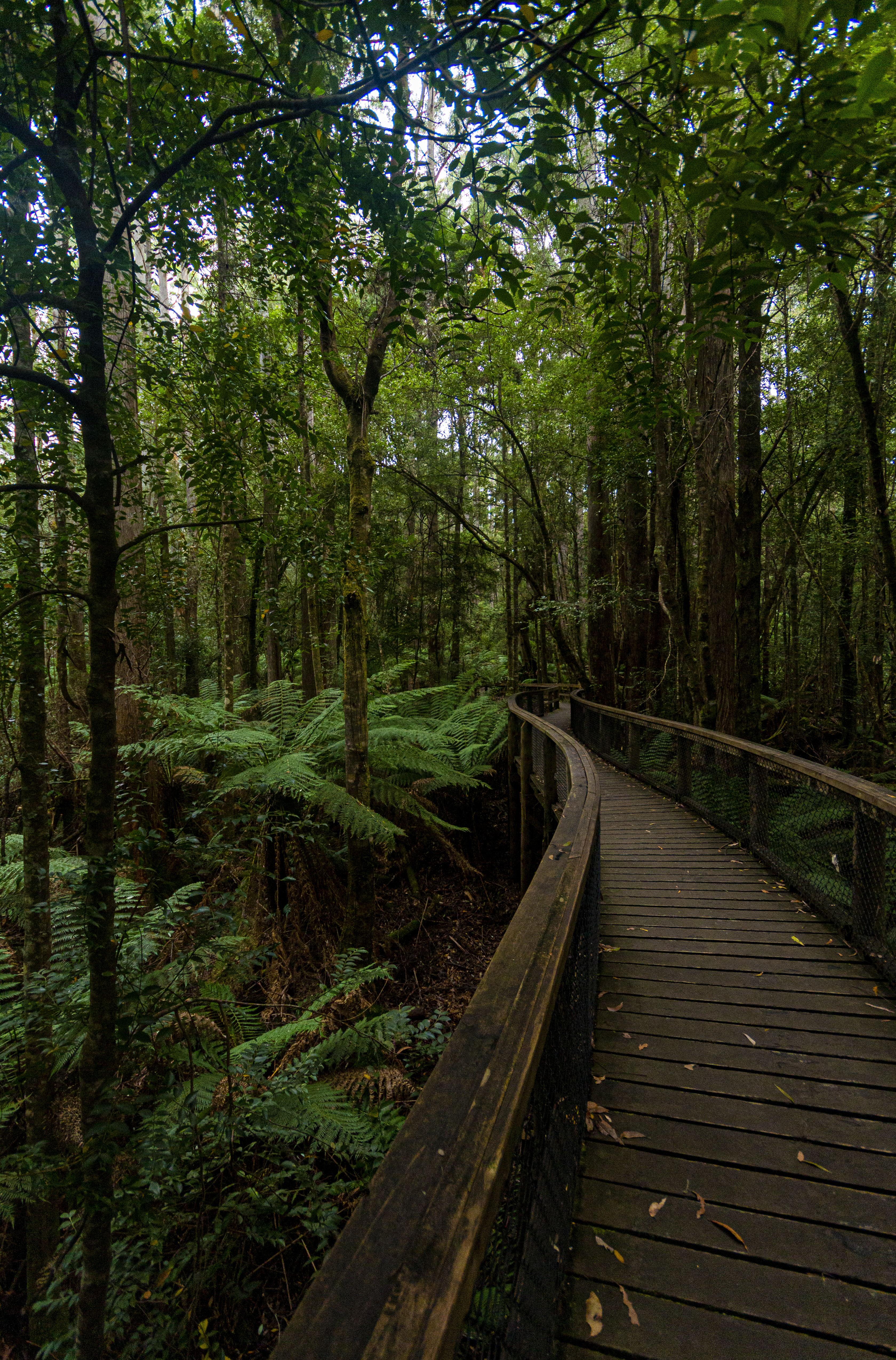 Bridge Trees Forest Nature