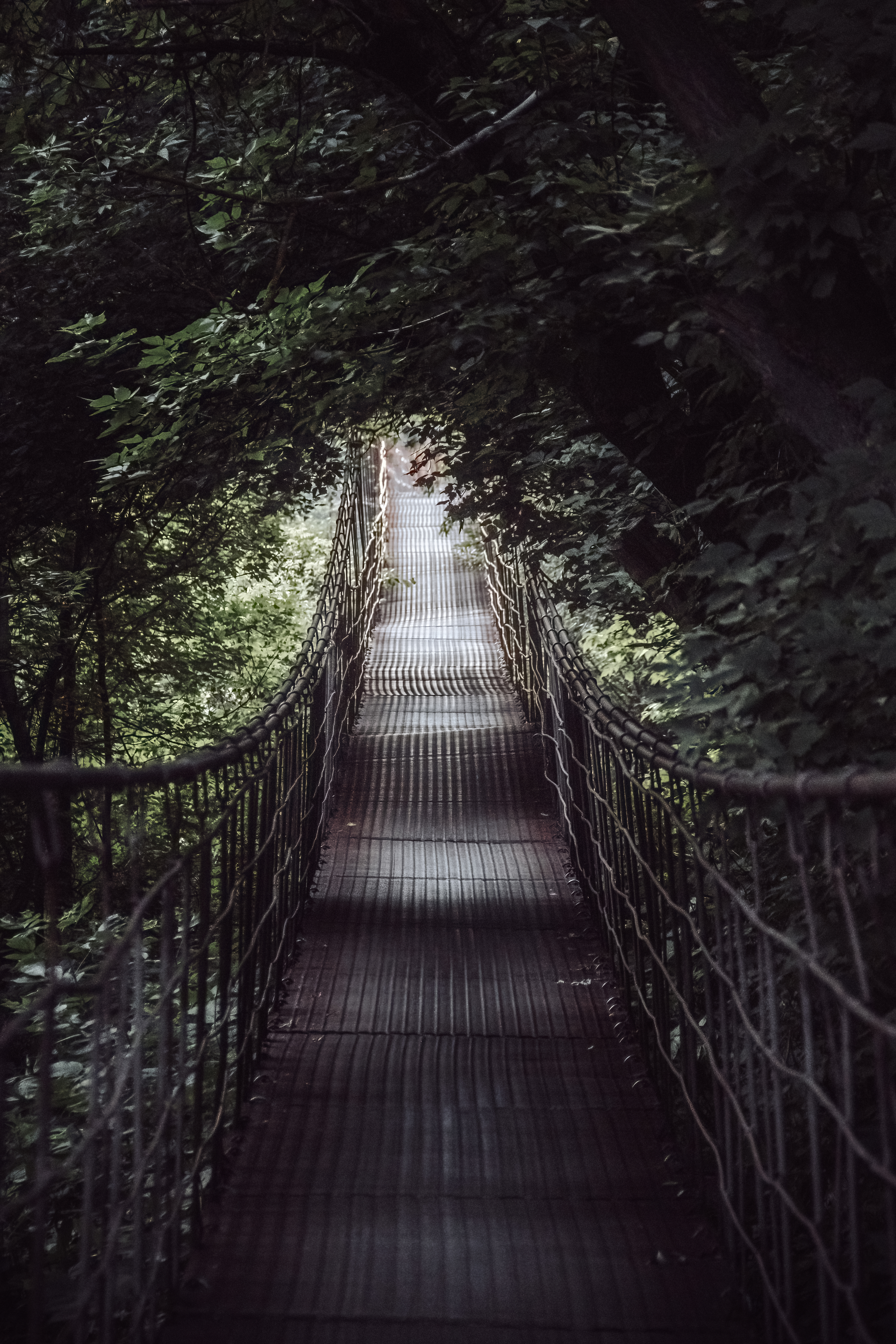 Bridge Trees Nature