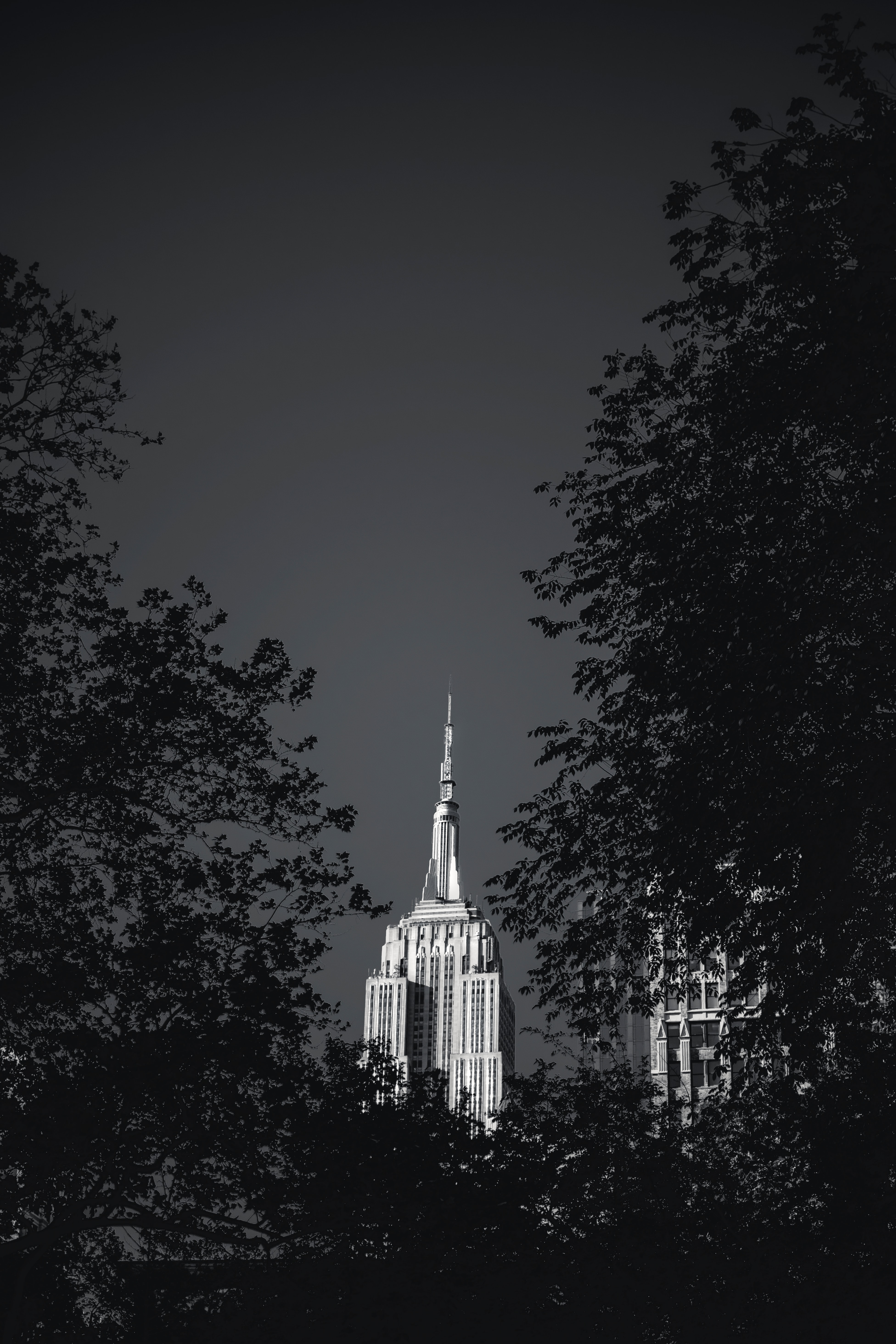 Building Architecture Tree Leaves Black-and-white