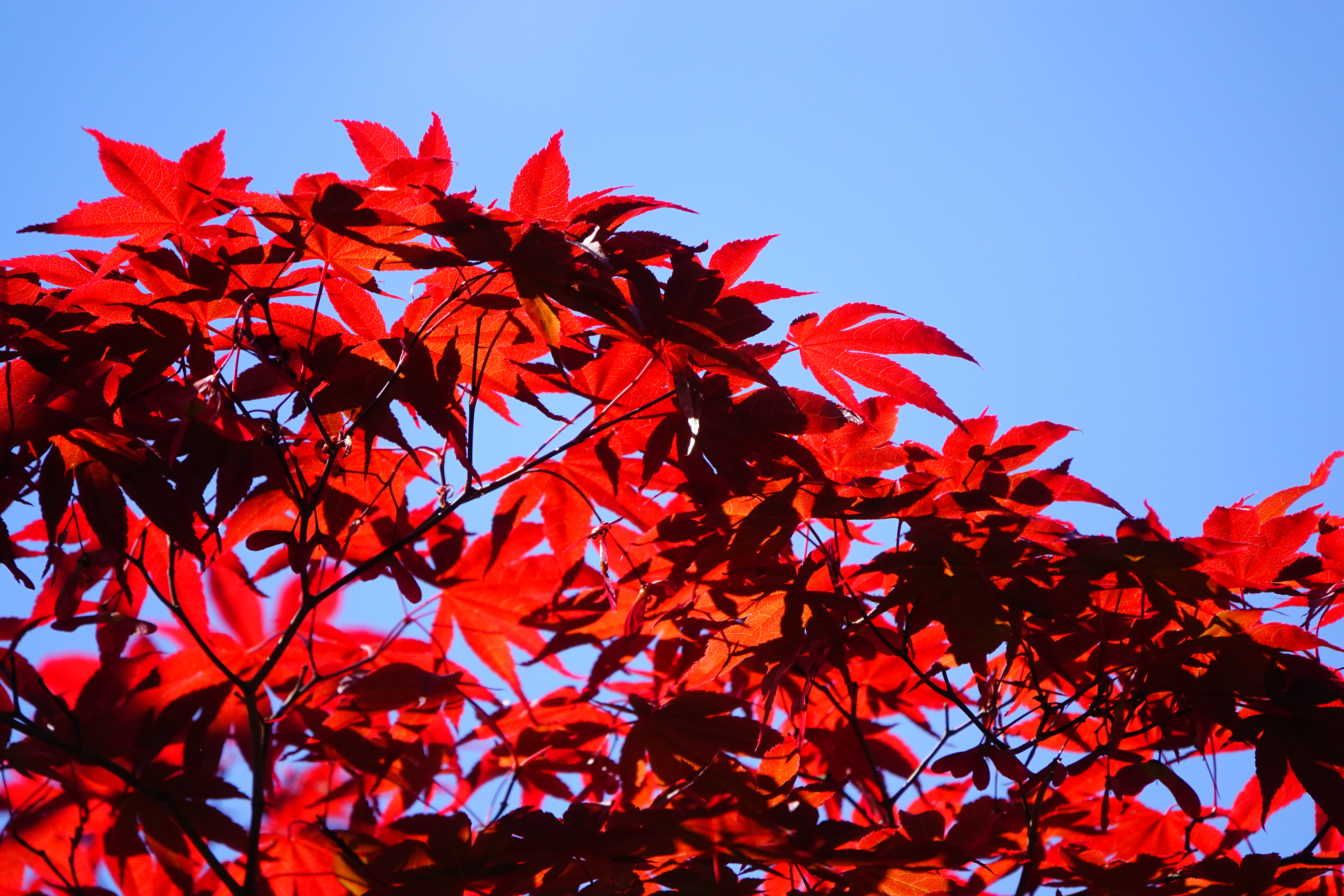 Bush Branches Leaves Red Macro