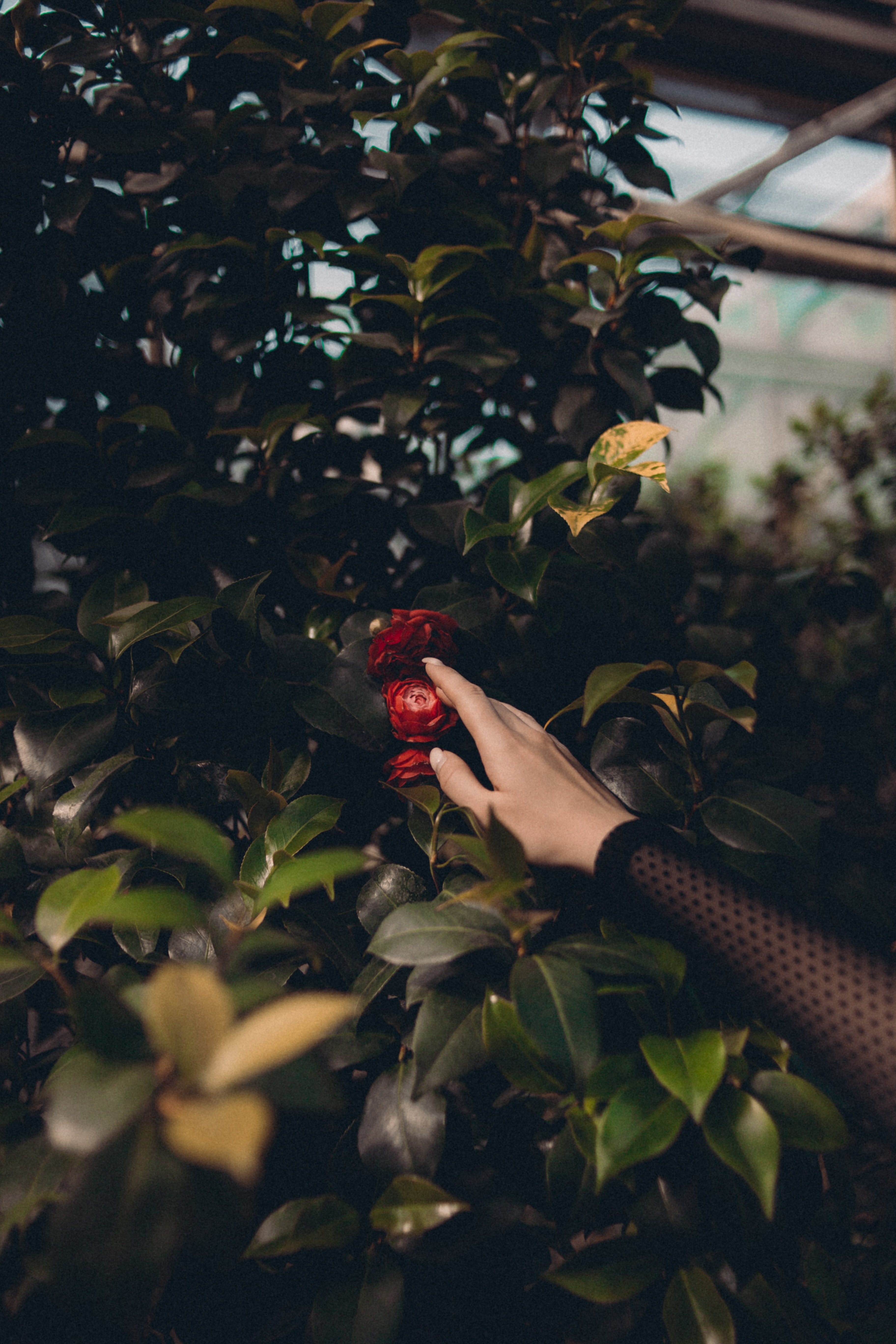 Bush Flowers Leaves Hand Touch