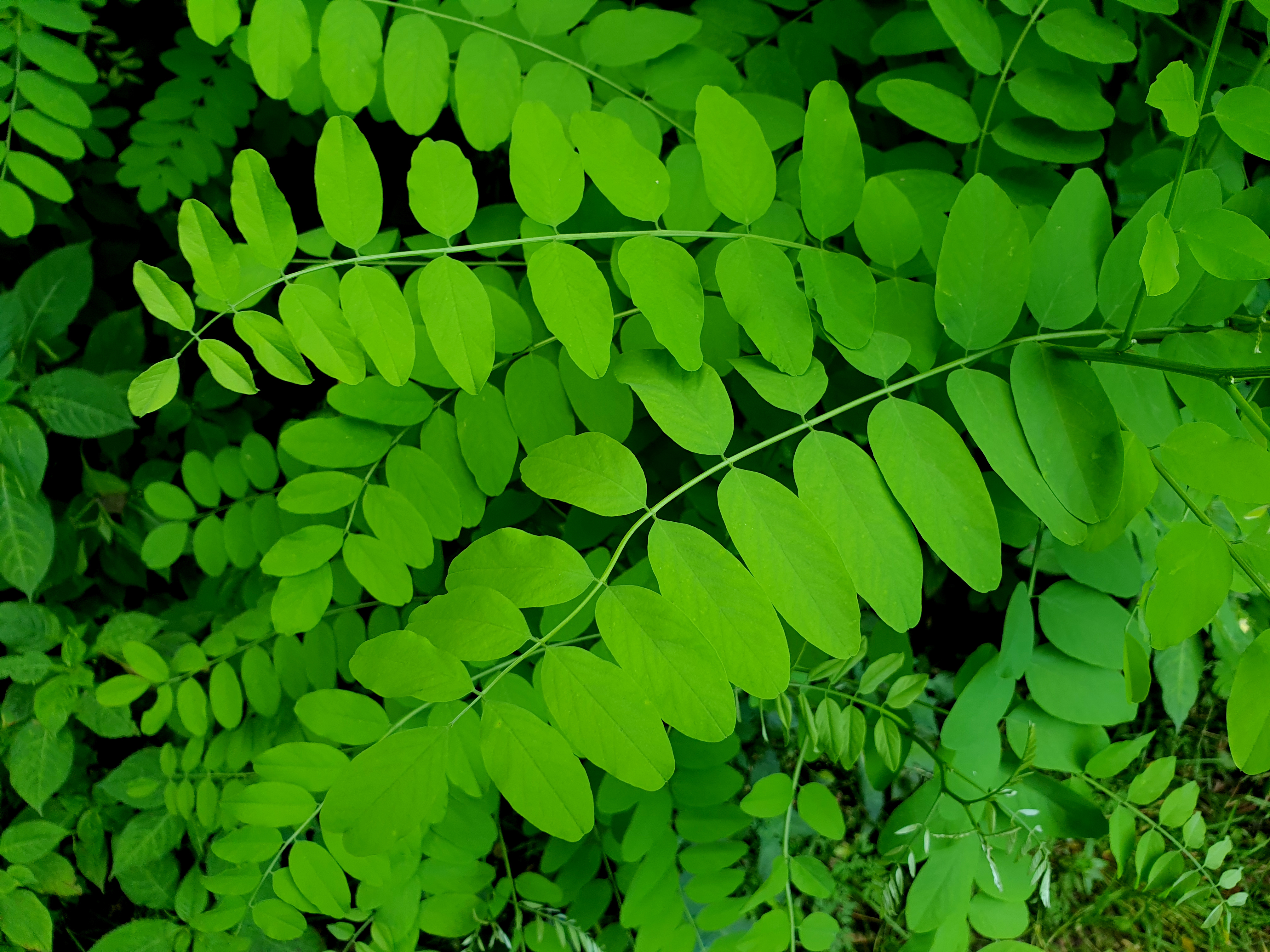 Bush Leaves Branches Macro Green