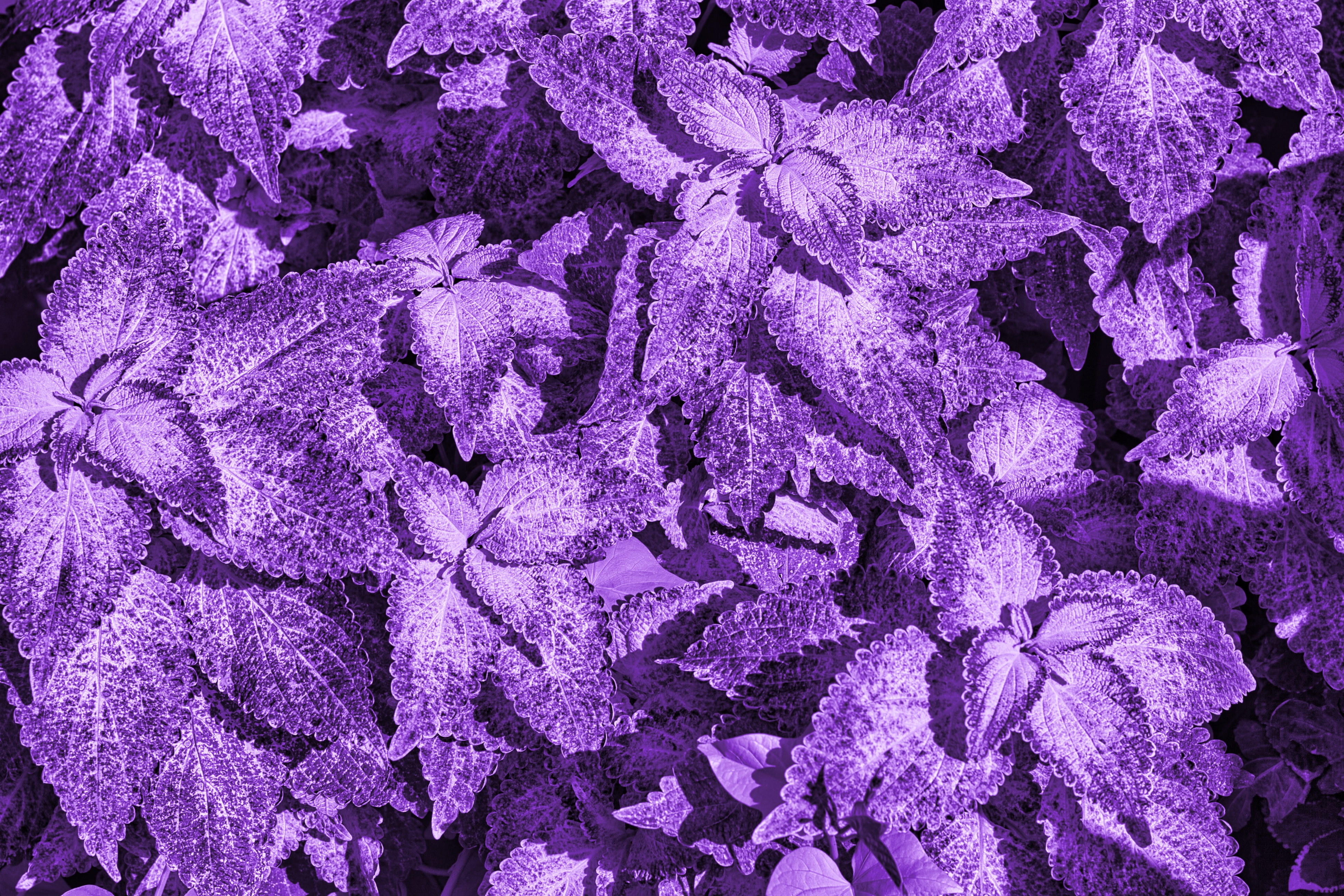 Bush Leaves Macro Purple