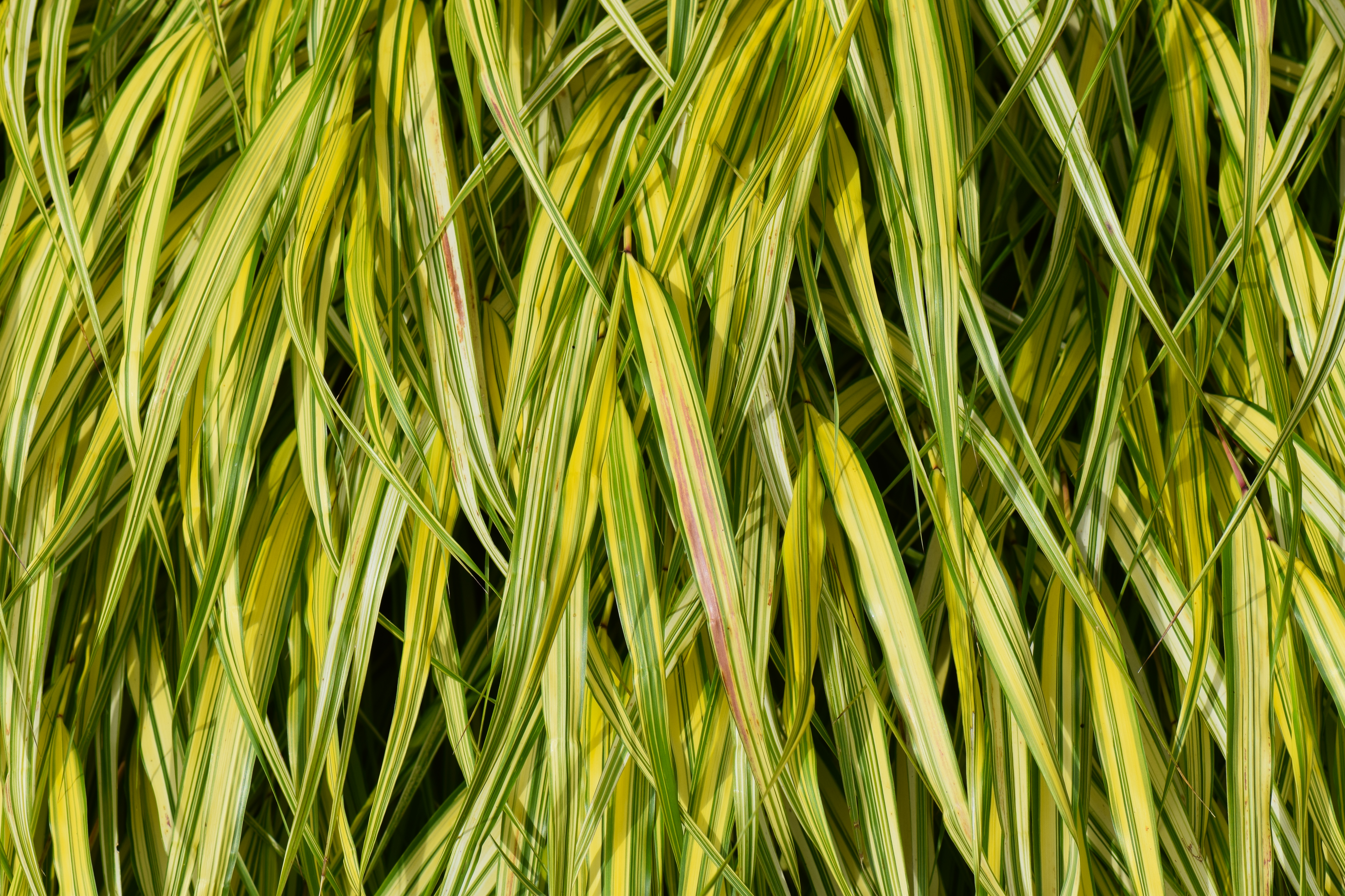 Bush Leaves Plant Macro Green