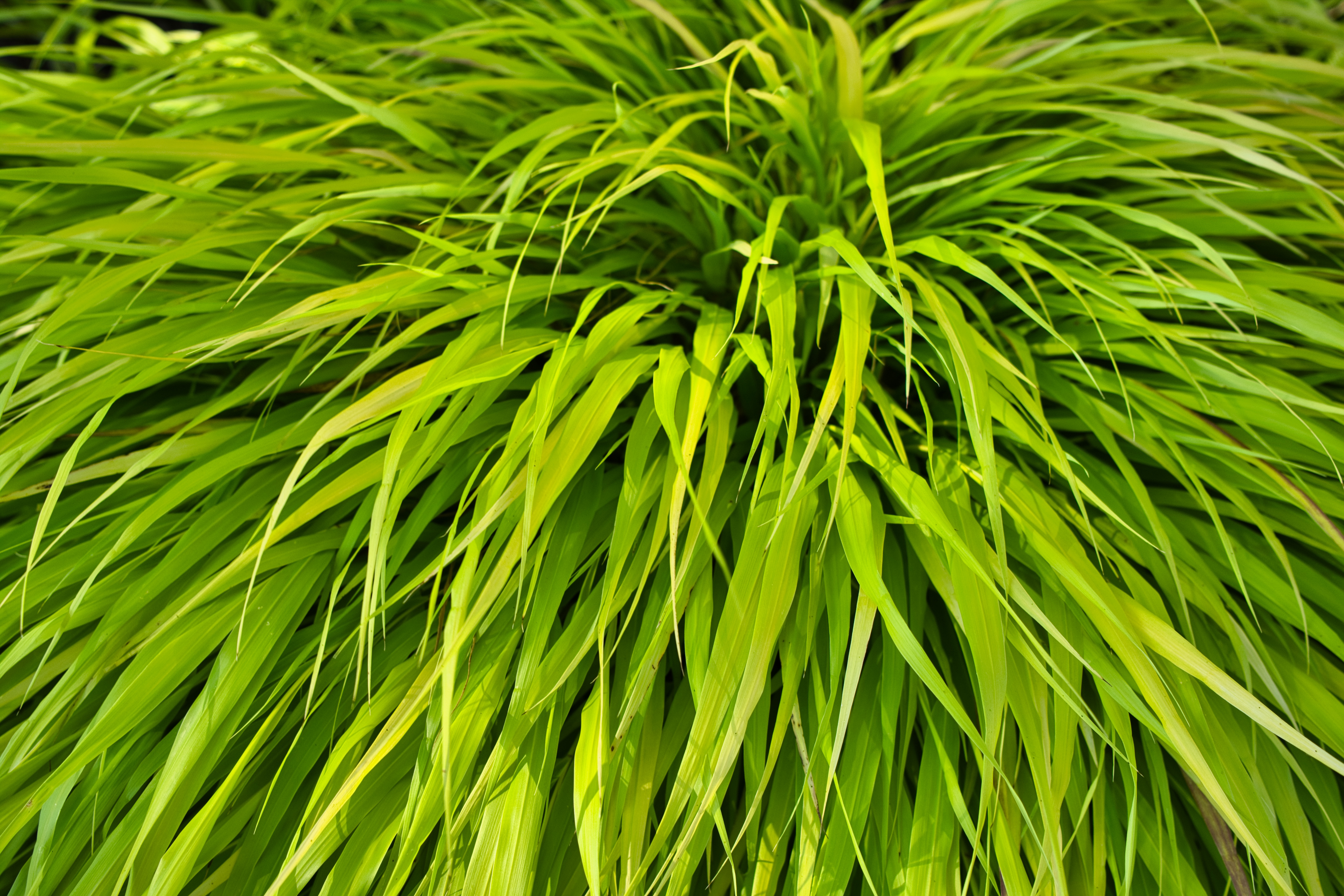 Bush Plant Leaves Green Macro