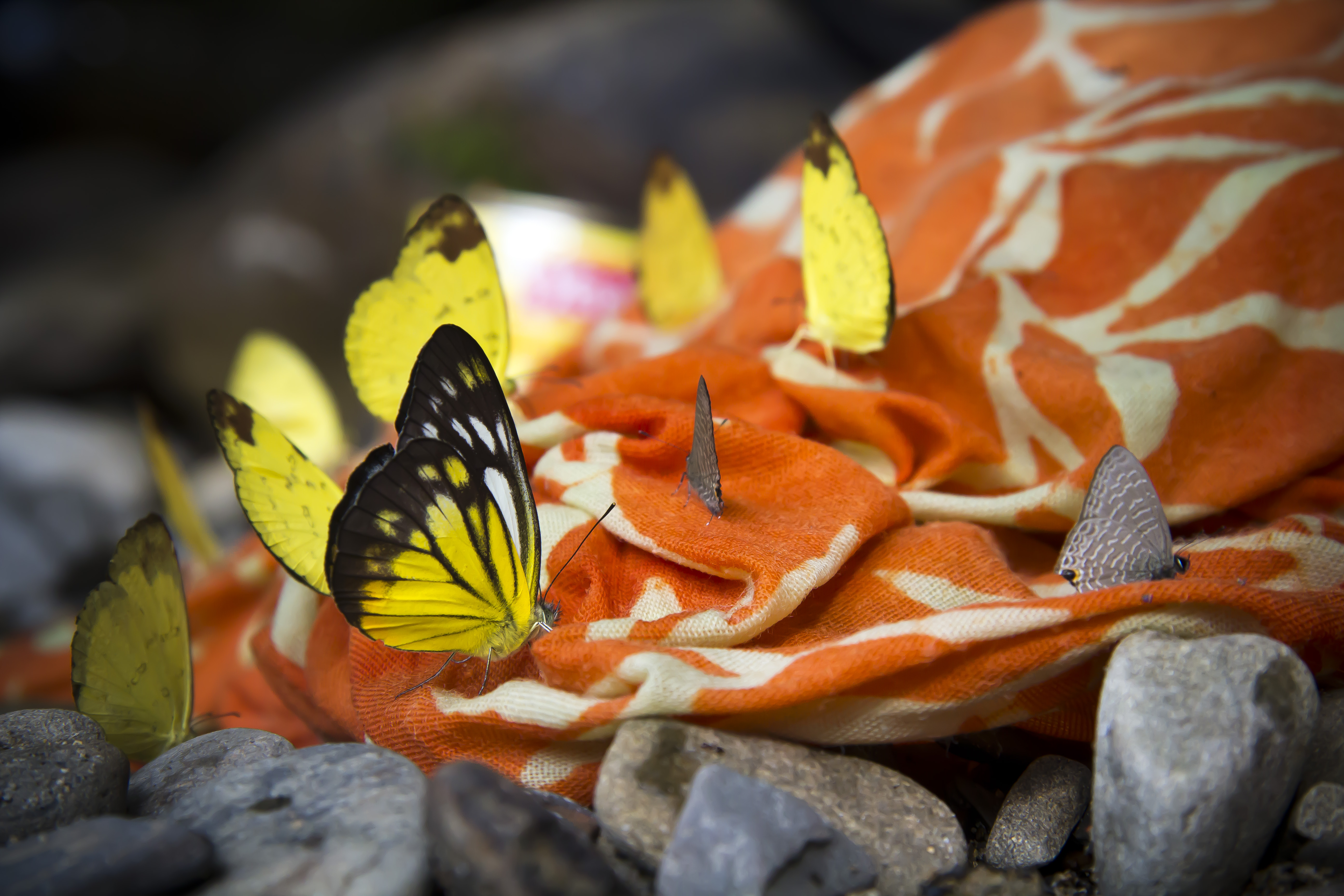 Butterflies Insects Fabric Macro