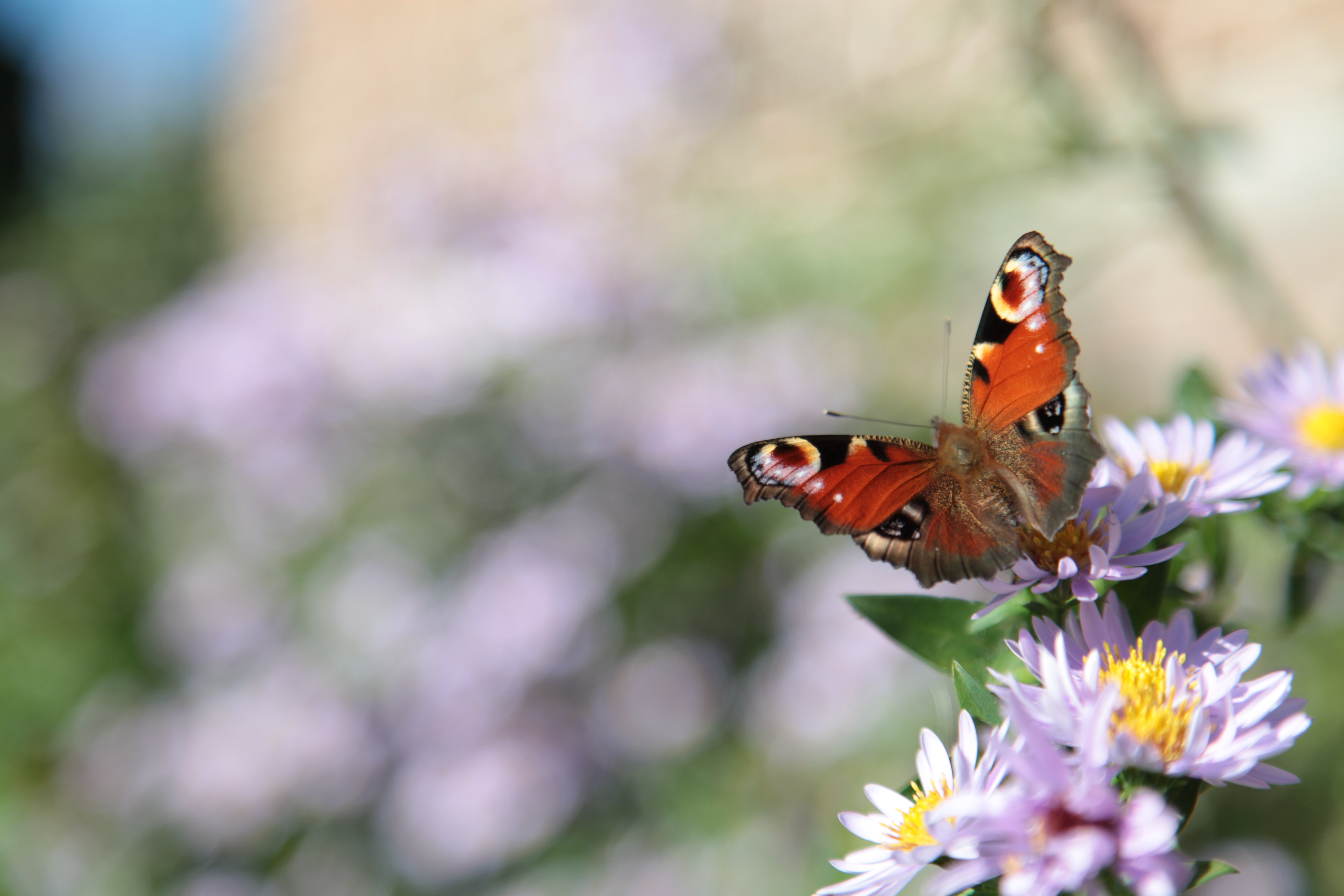 Butterfly Flowers Plant Macro