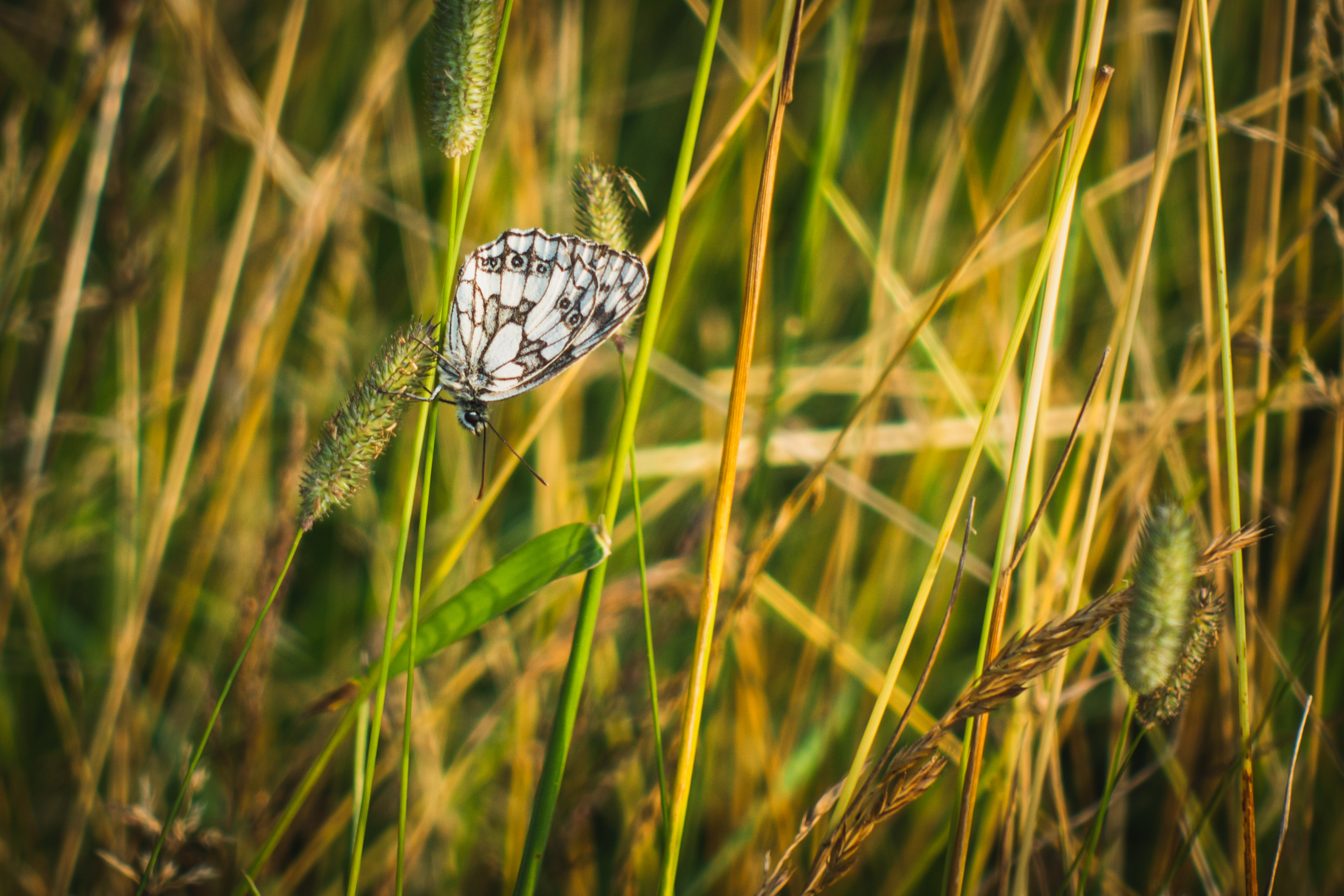 Butterfly Grass Insect Macro White