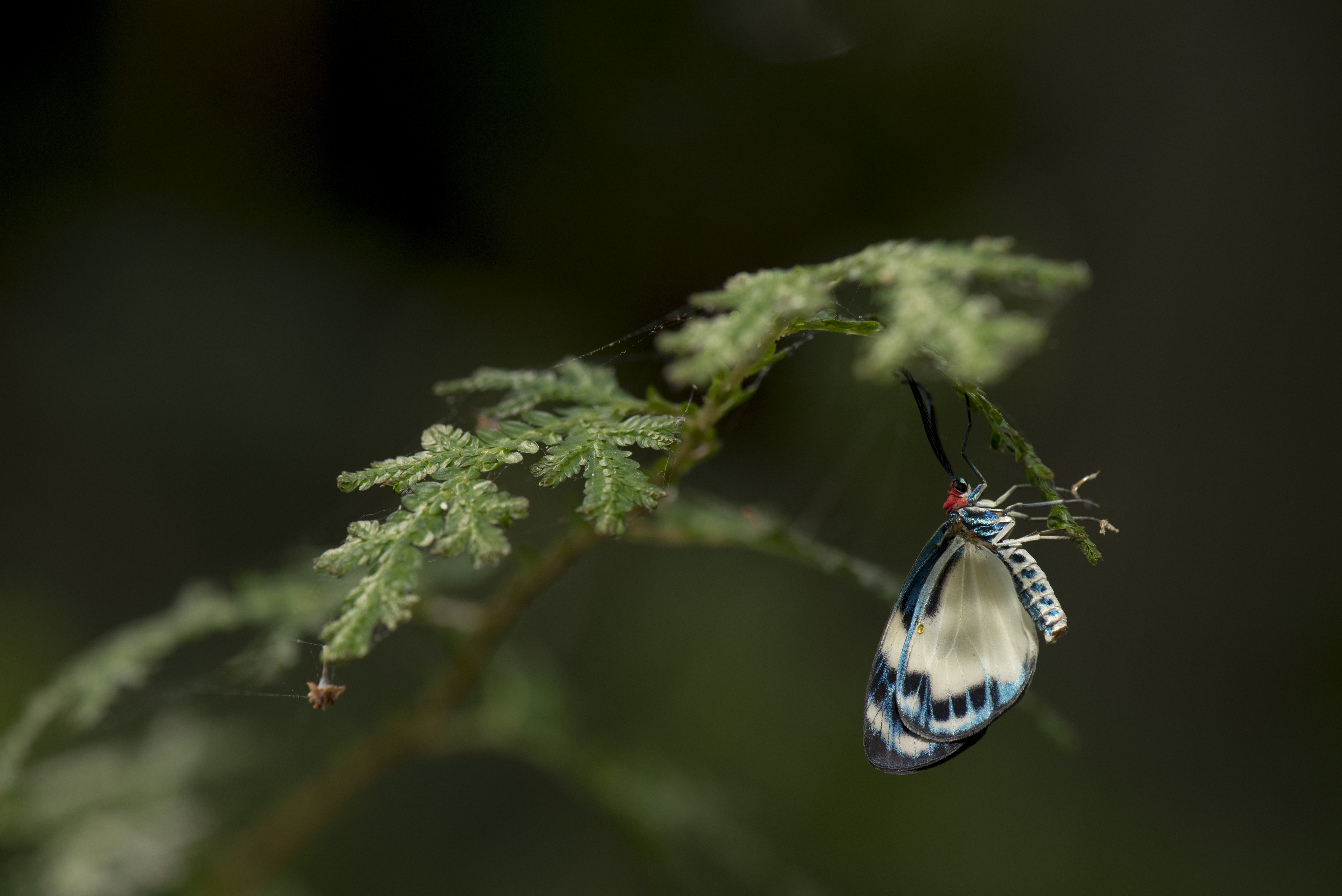 Butterfly Insect Blue Plant Macro