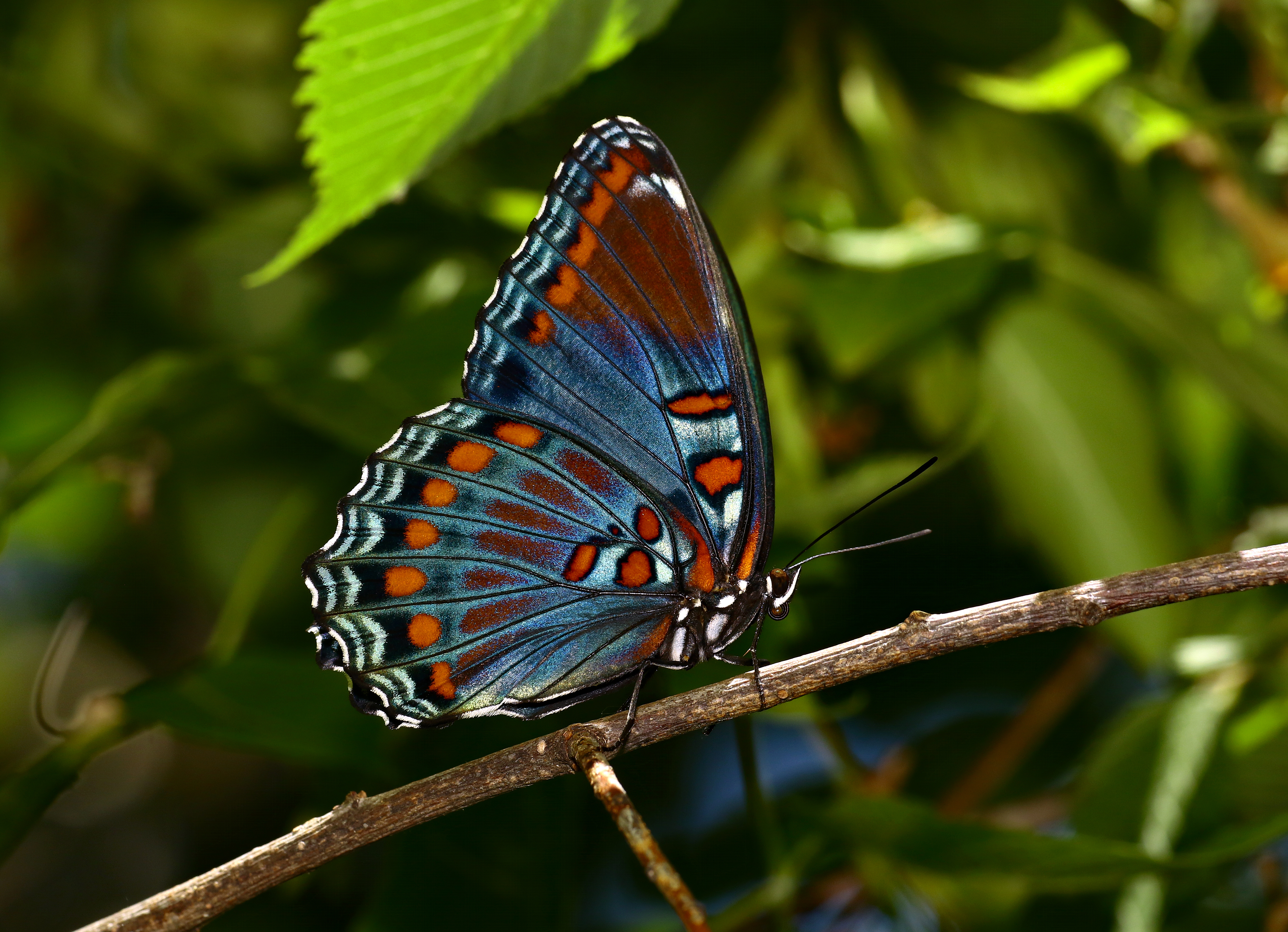 Butterfly Insect Branch Tree Macro