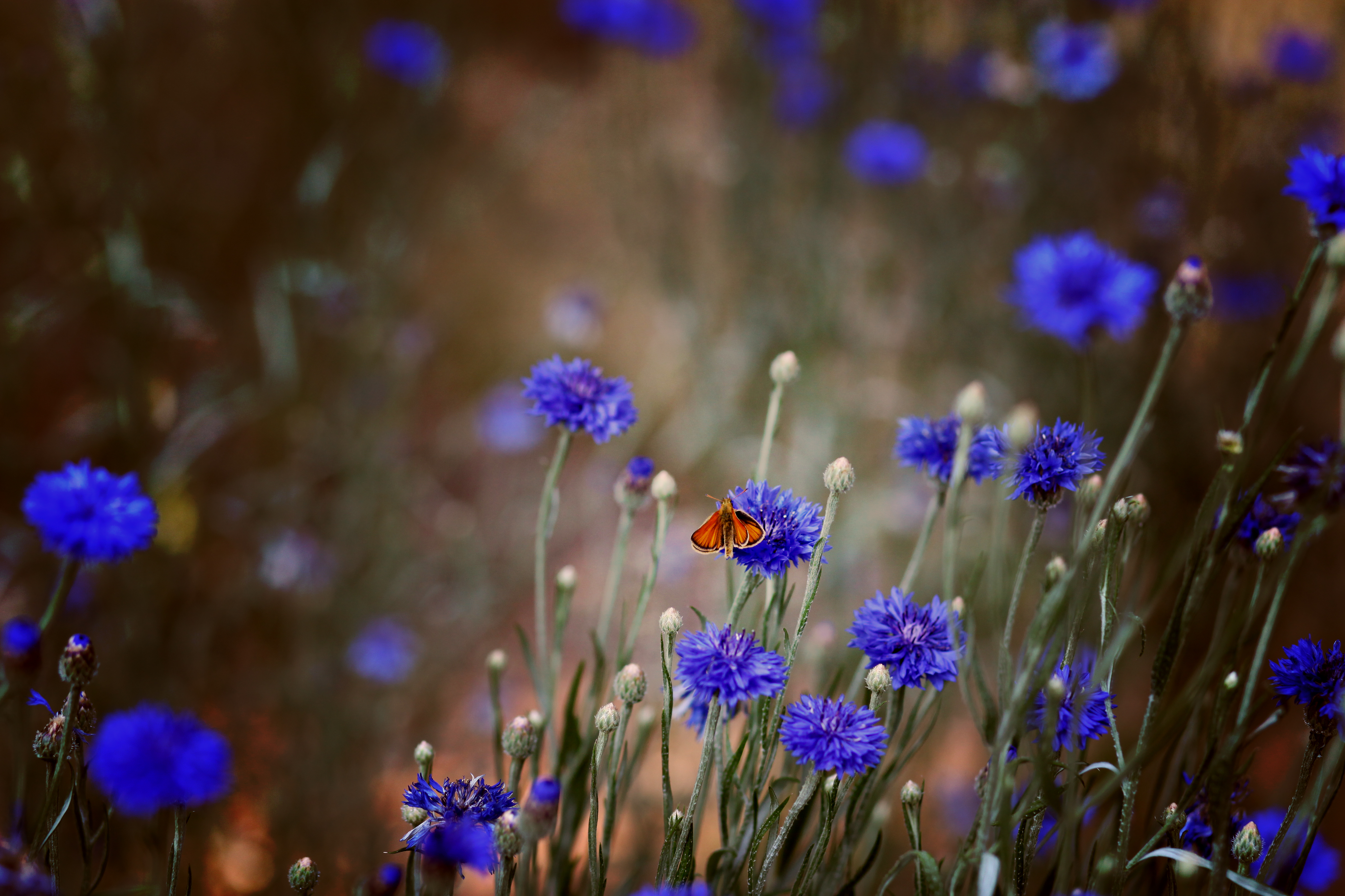 Butterfly Insect Cornflowers Flowers Macro