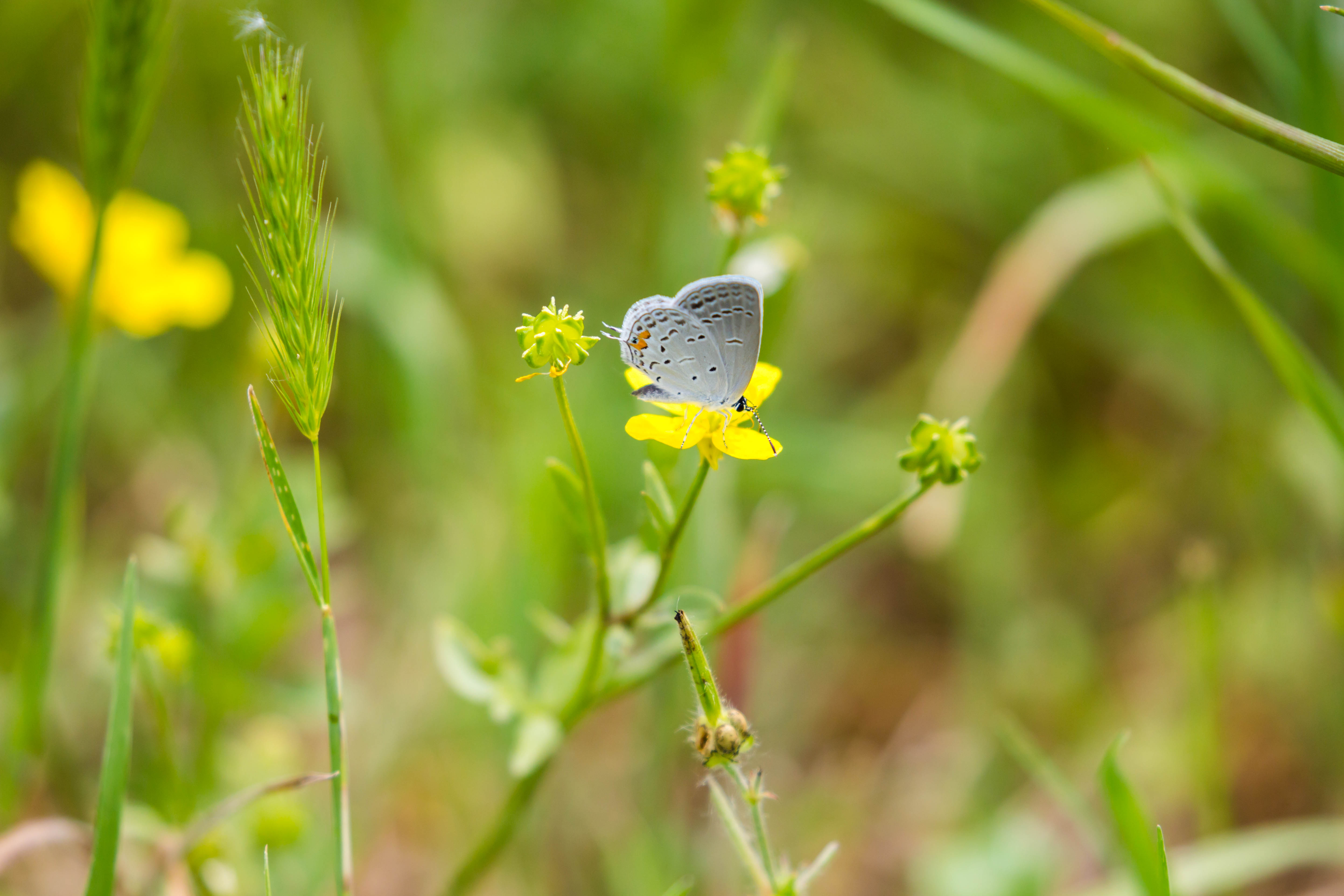 Butterfly Insect Flower Grass Macro