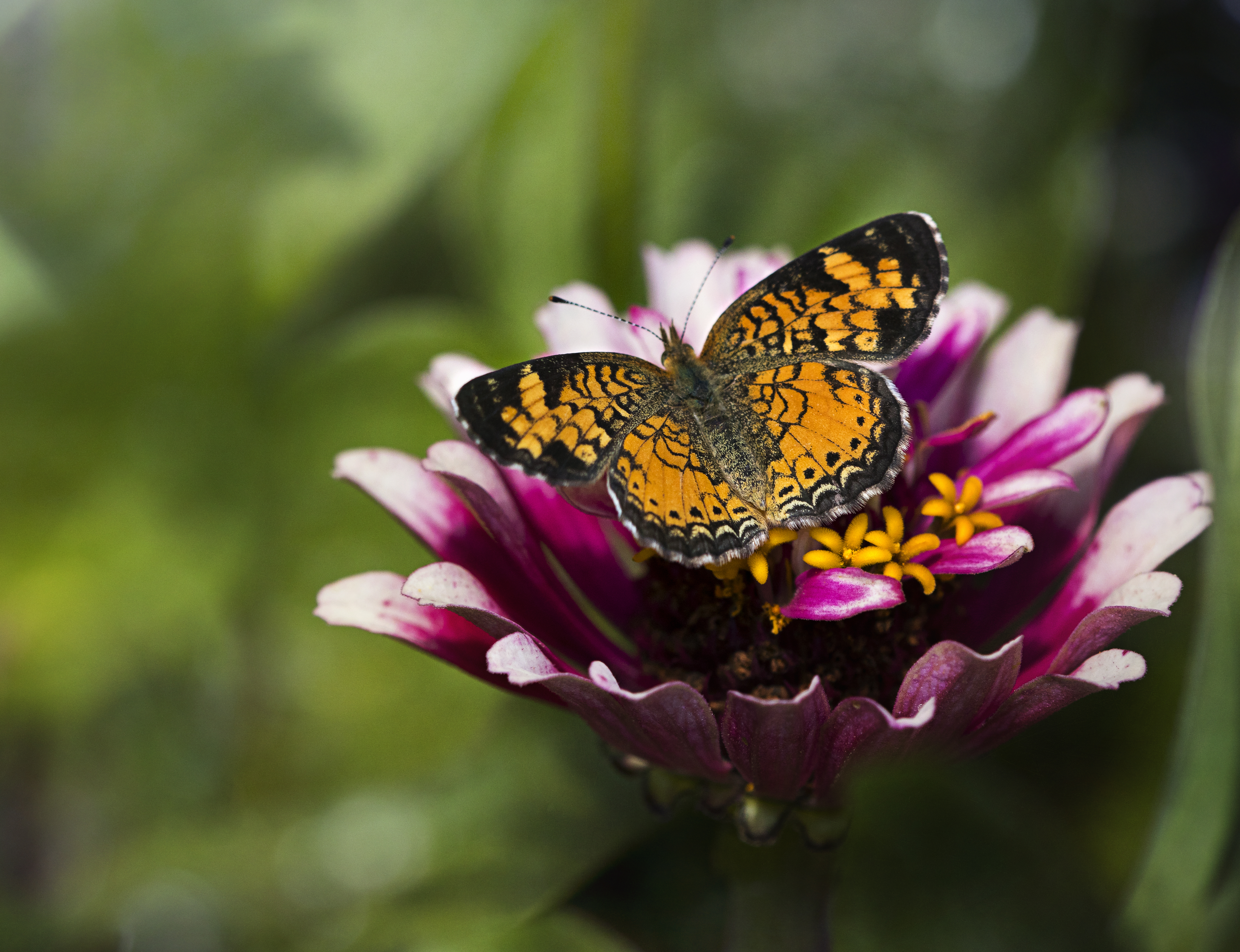 Butterfly Insect Flower Petals Plant Macro