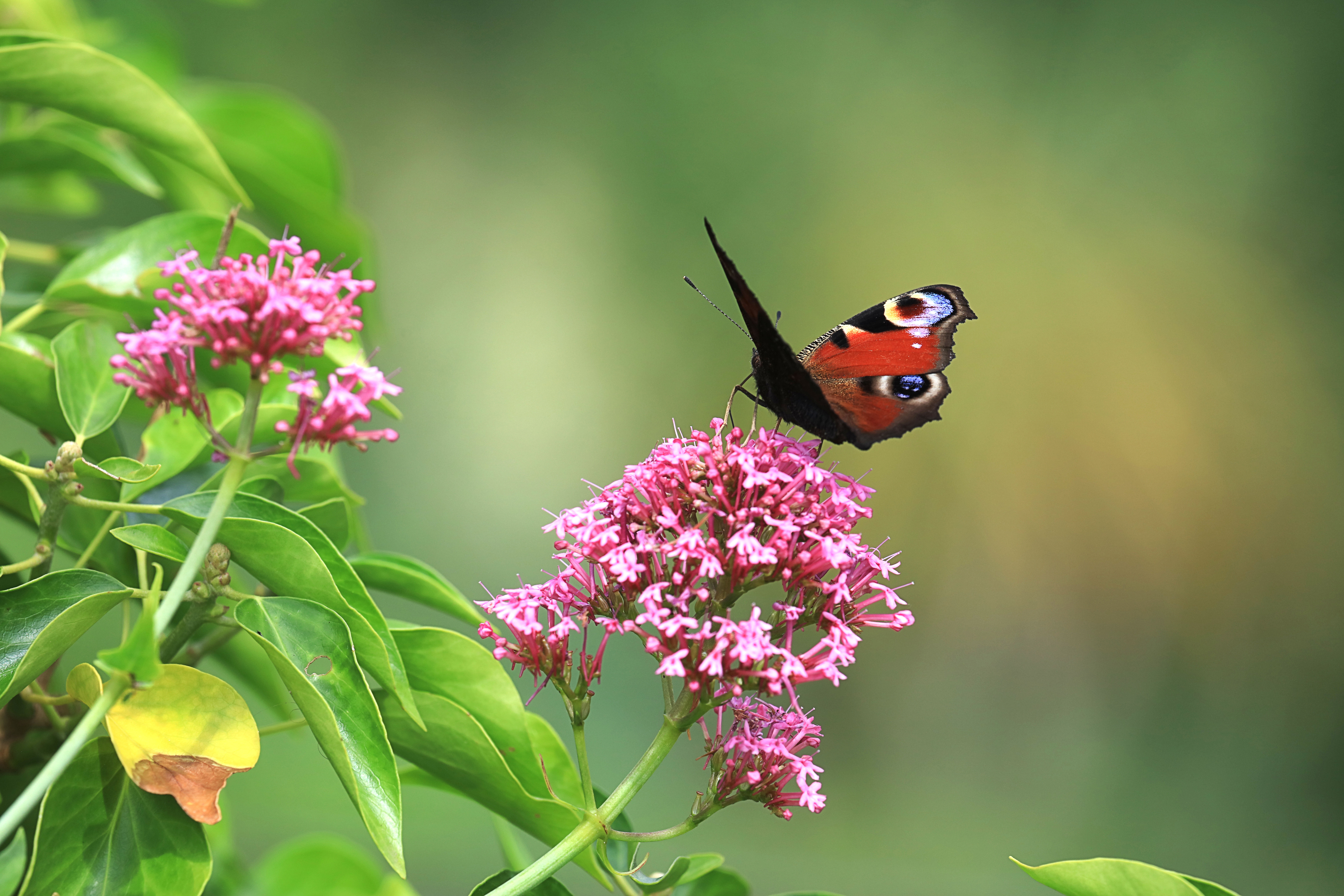 Butterfly Insect Flowers Plant Macro Focus