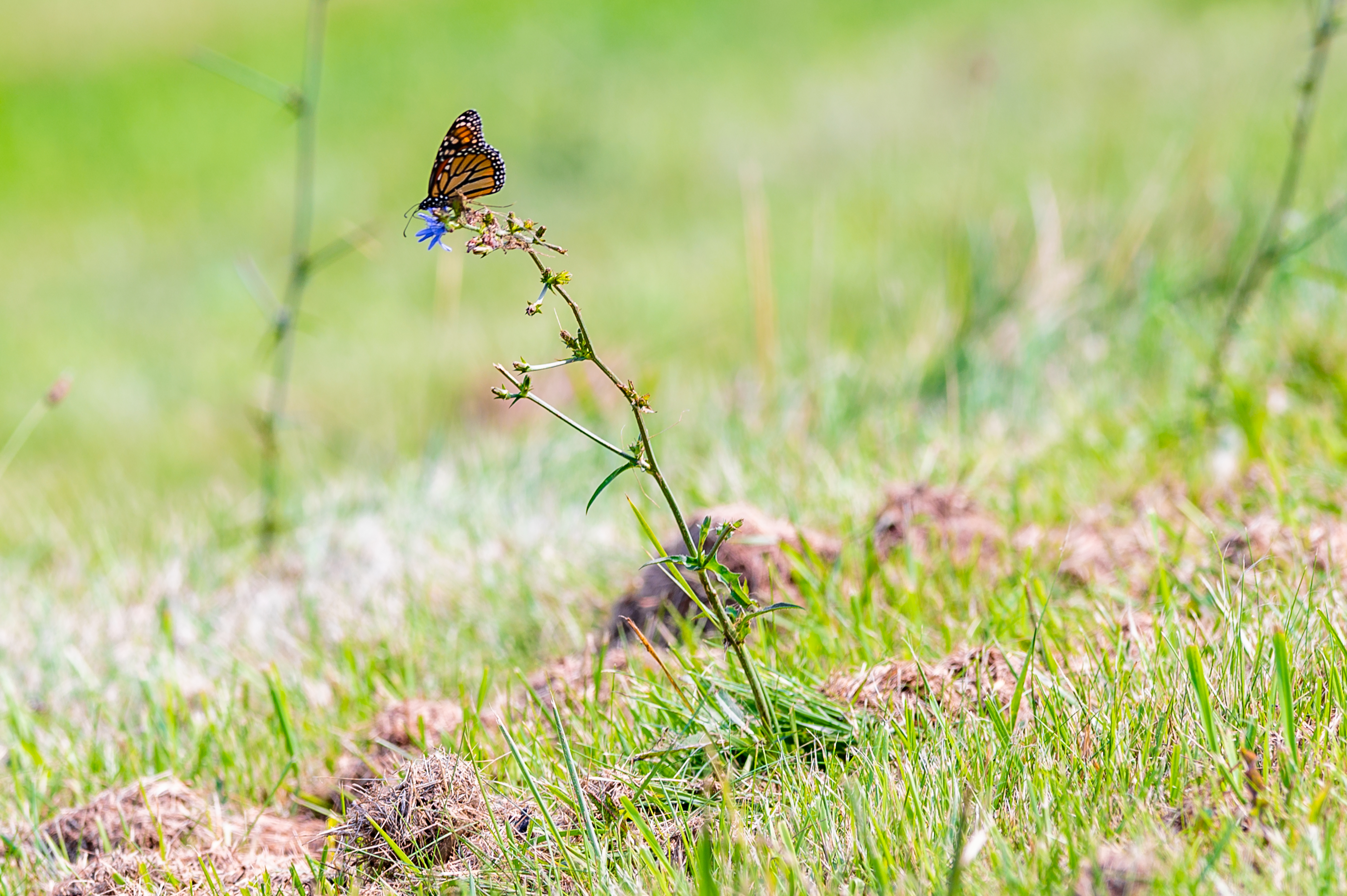 Butterfly Insect Grasses Plant Macro